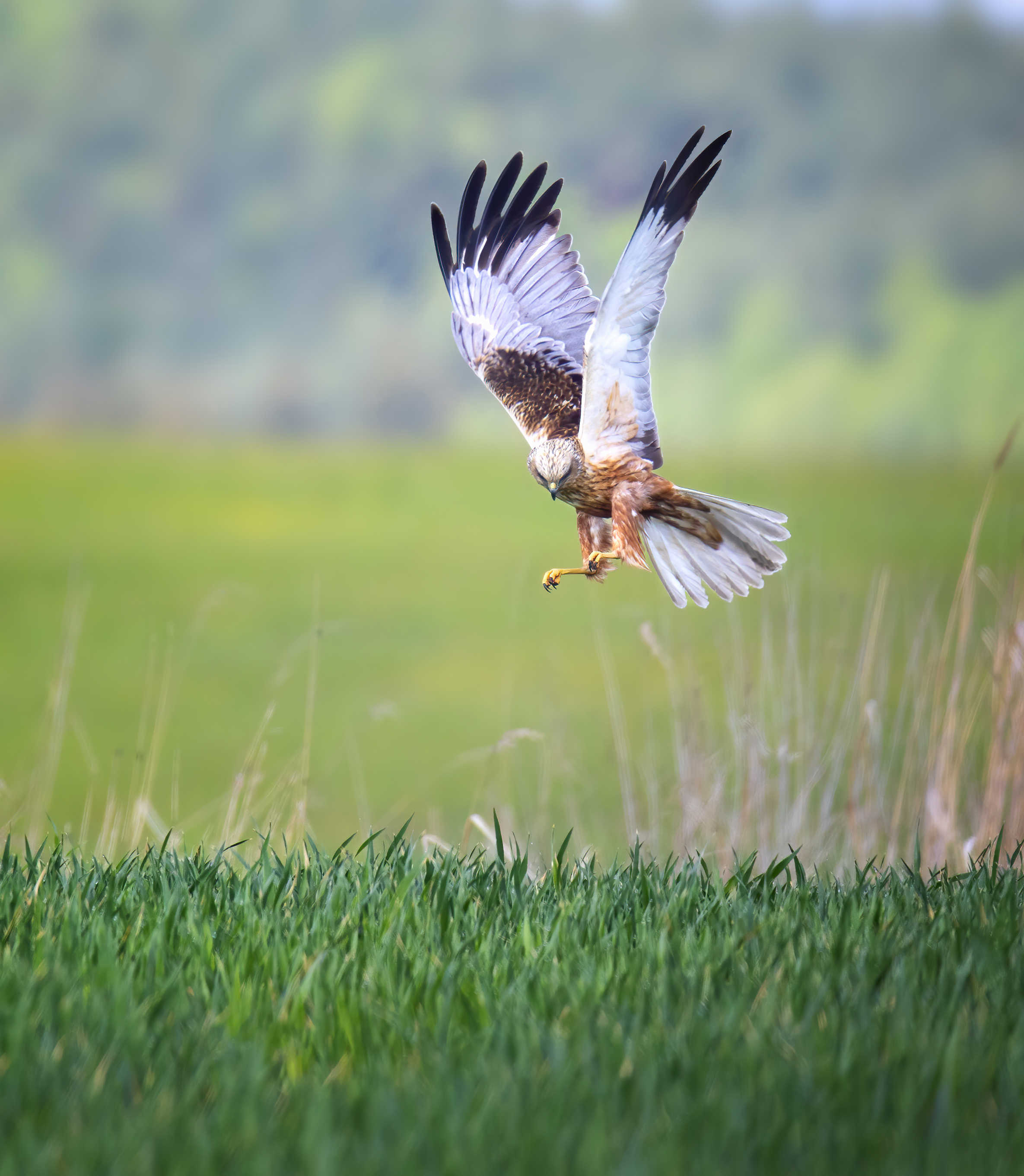 Rørhøg han flyvende over rørskov.