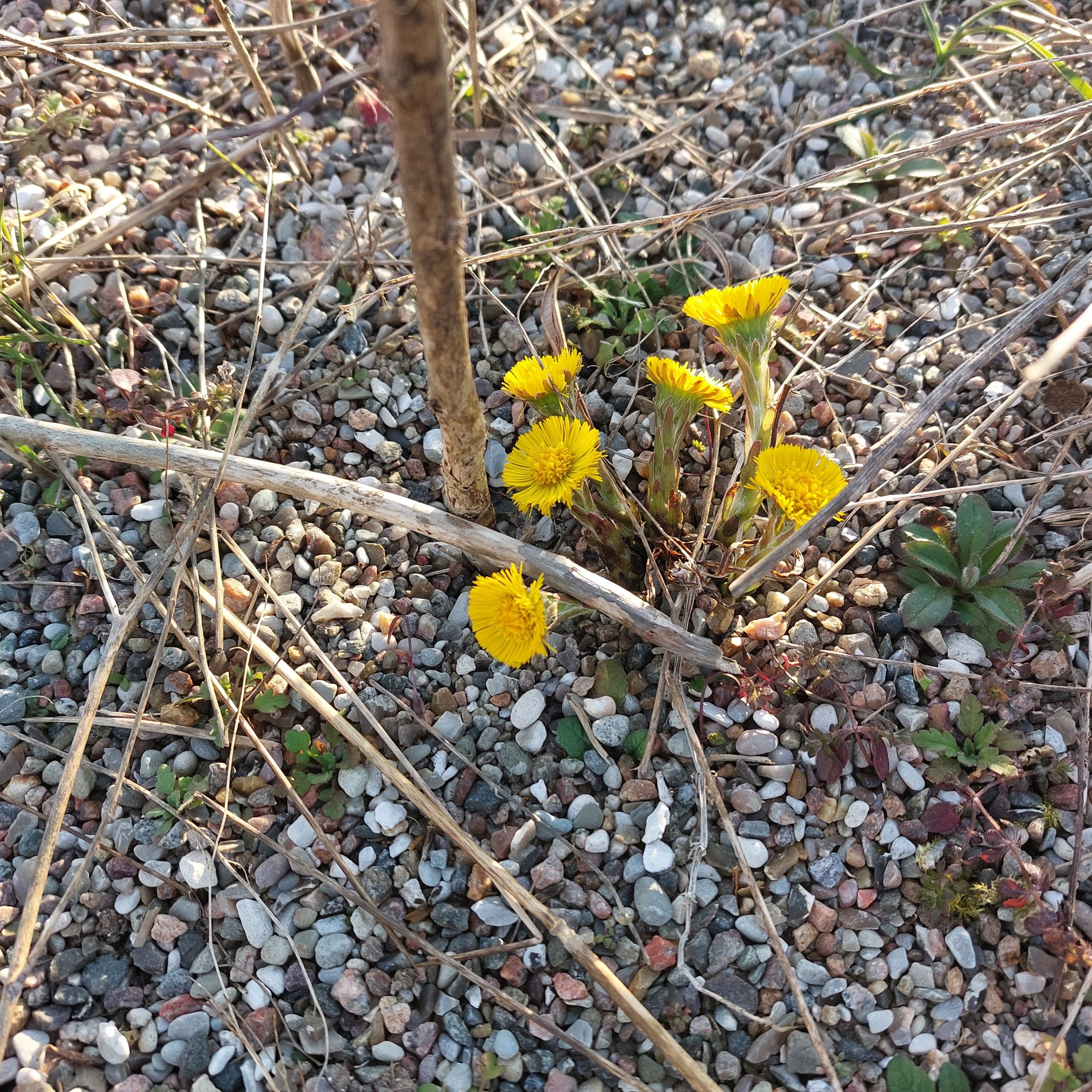 Blomster der vokser i sydvendt grusbunke.
