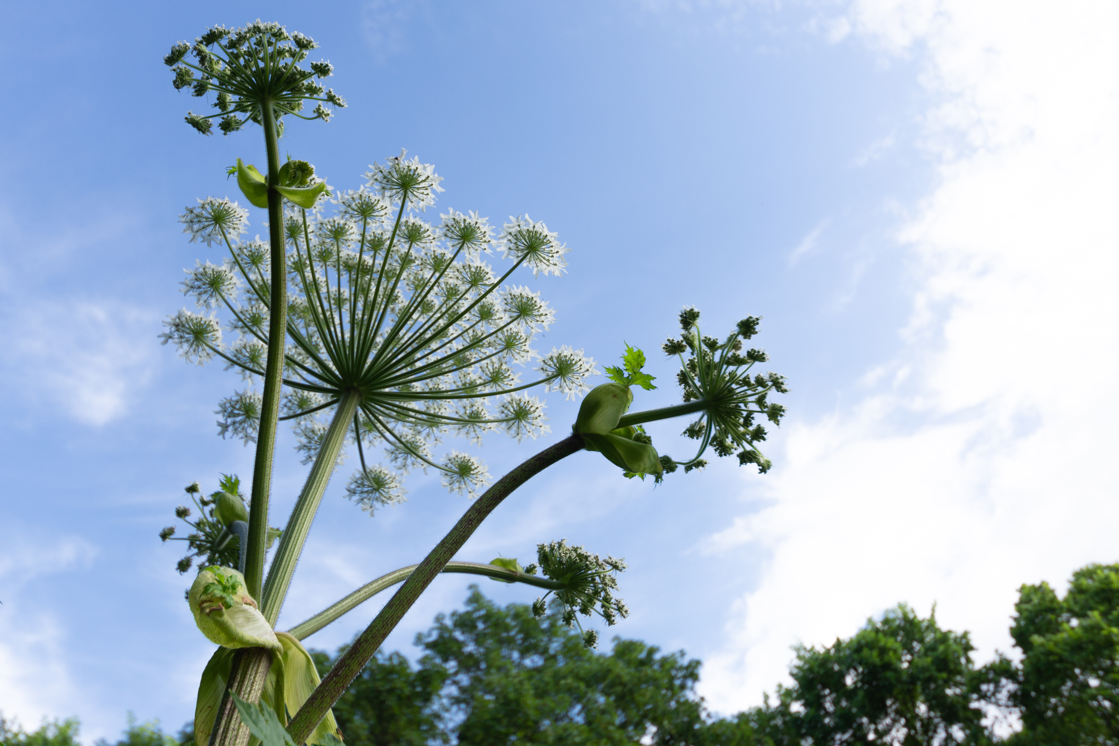 Almindelig bjørneklo. 