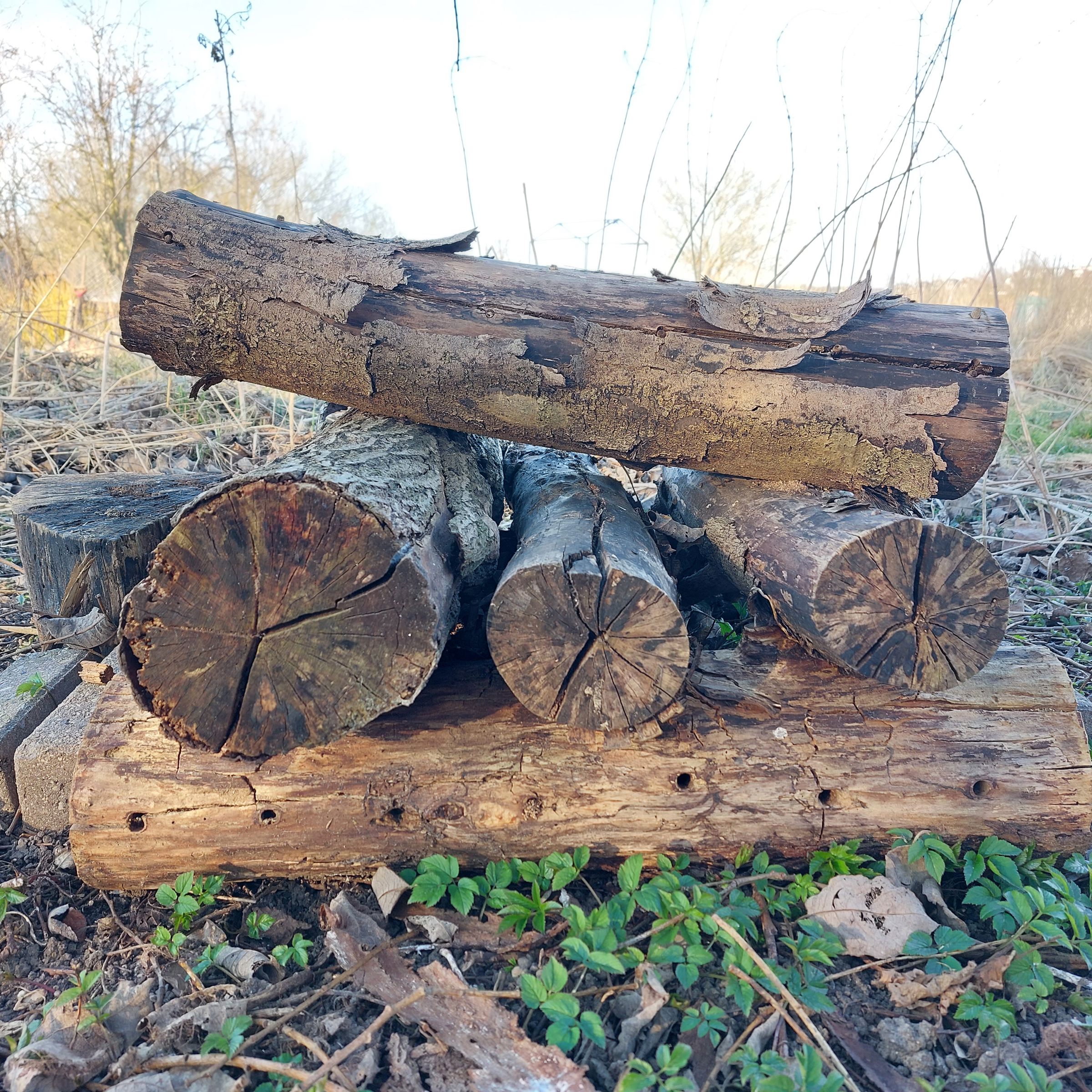 Stablede stykker træ, med borede huller til insekter.