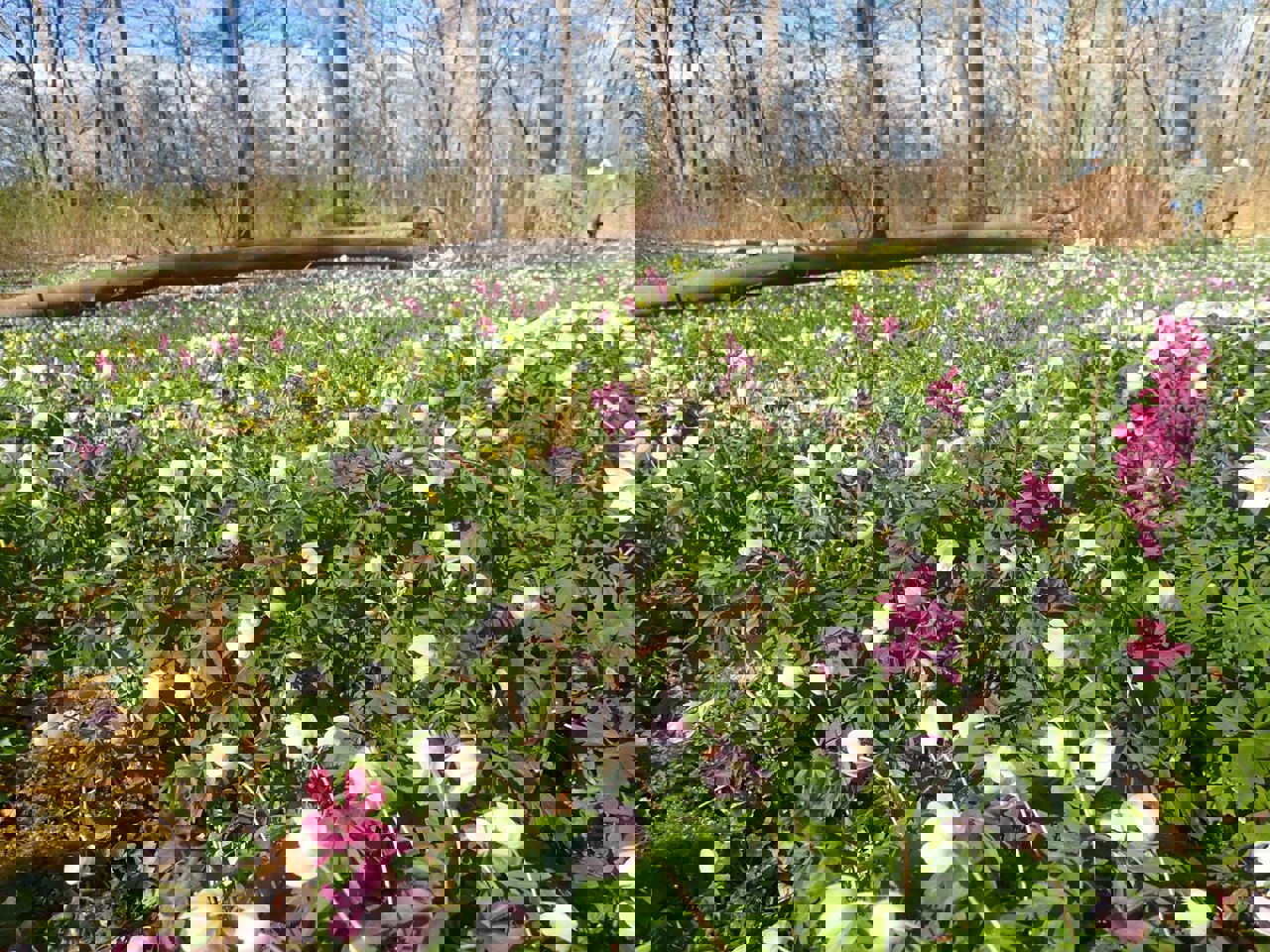 Stævningsskoven giver lys til forårsblomsterne