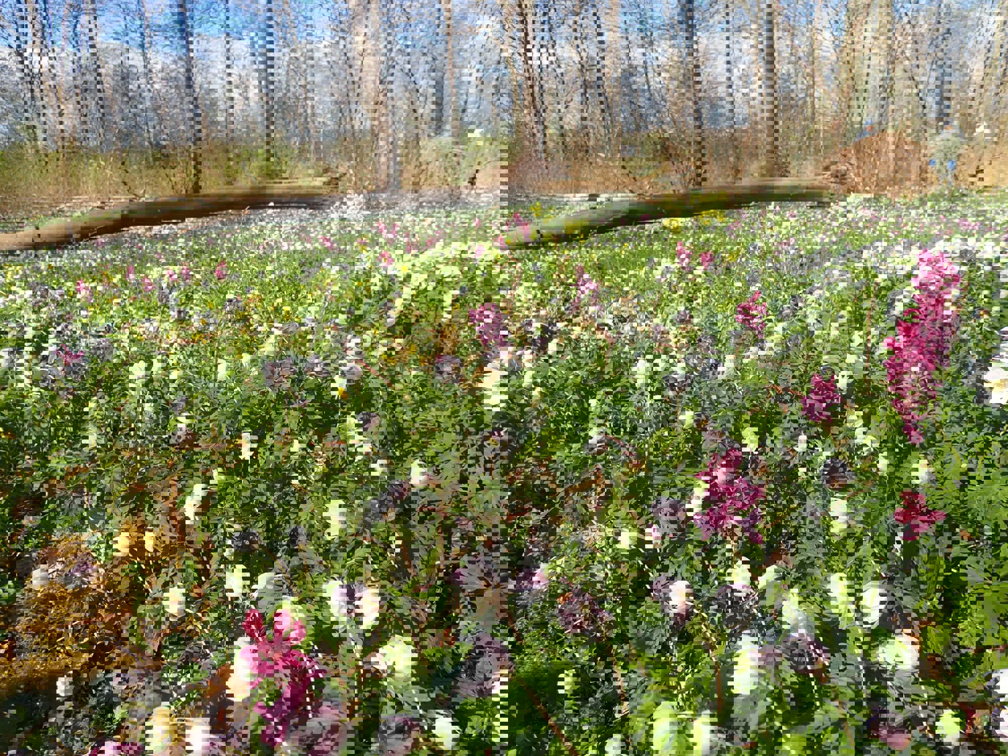 Stævningsskoven giver lys til forårsblomsterne
