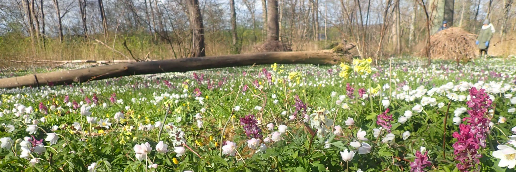 Flor af forårsblomster i Boserup Stævningsskov