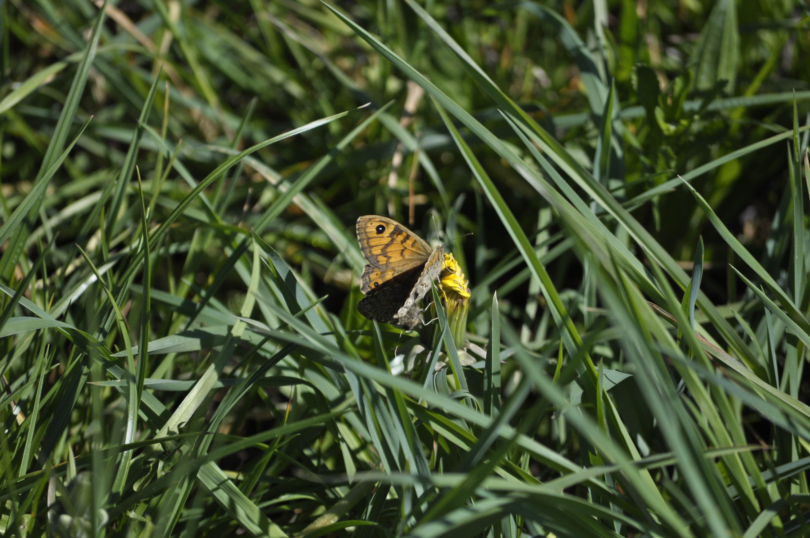 Vejrandøje på mælkebøtte, fundet ved Helligkorsparken. Foto: Rikke Milbak