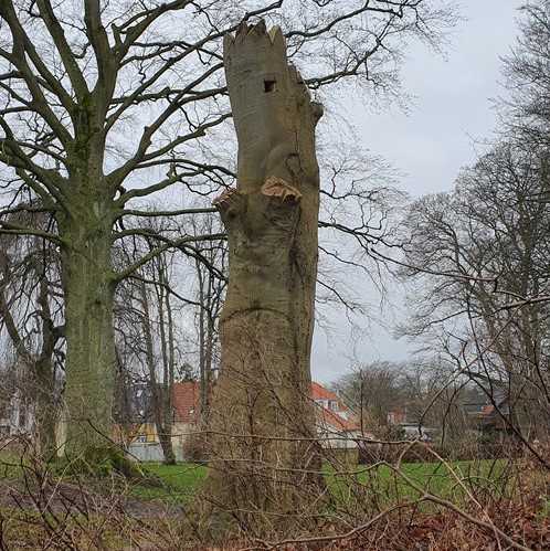 Torso af et gammelt bøgetræ i Byparken.