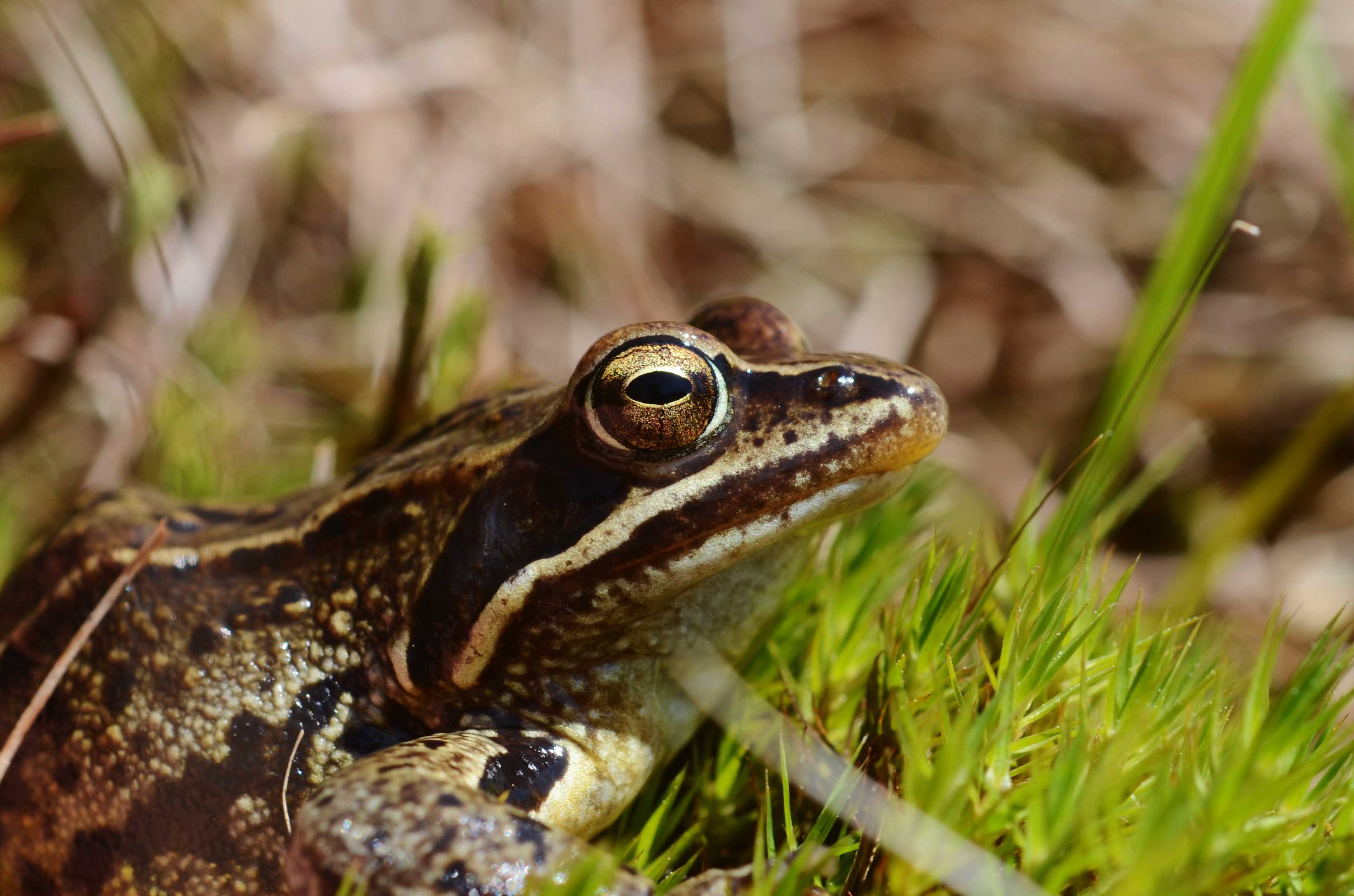 Spidssnudetfrø er vurderet til at være næsten truet (NT) på Den Danske Rødliste.