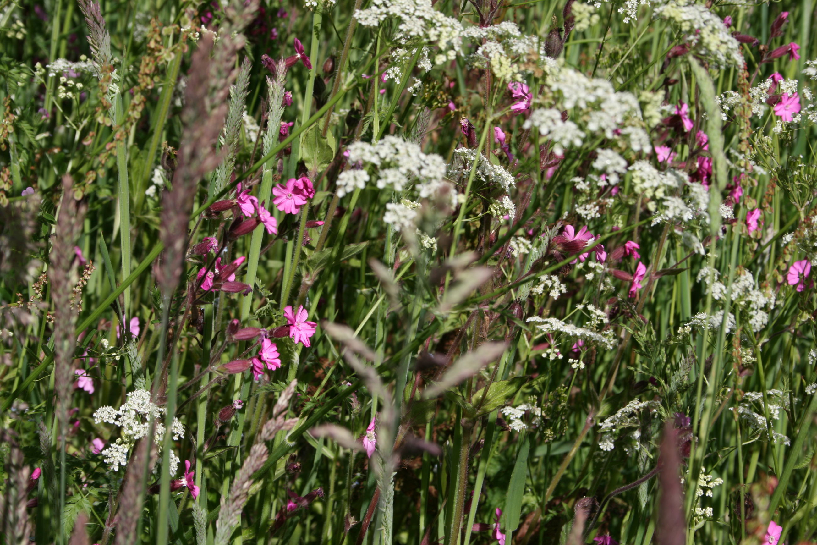 Et rigt græsland kan indeholde flere hundrede forskellige plantearter, som understøtter dyr, svampe og andre mikro-organismer.