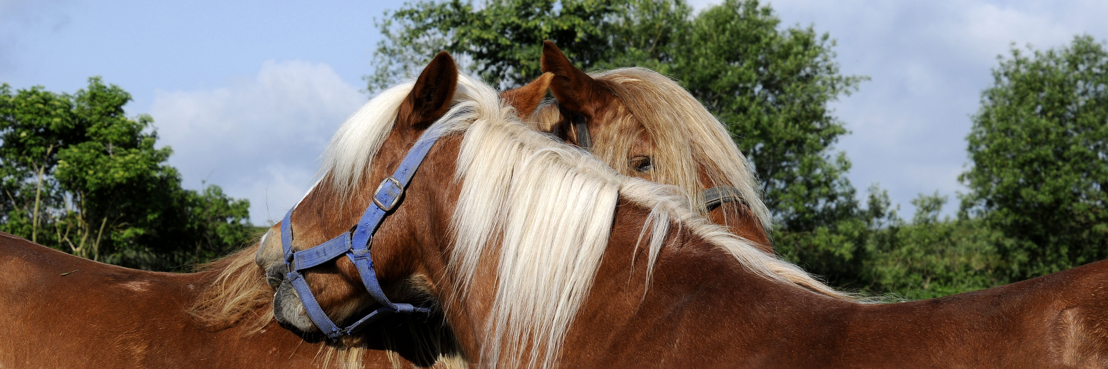 Regler for dyrehold