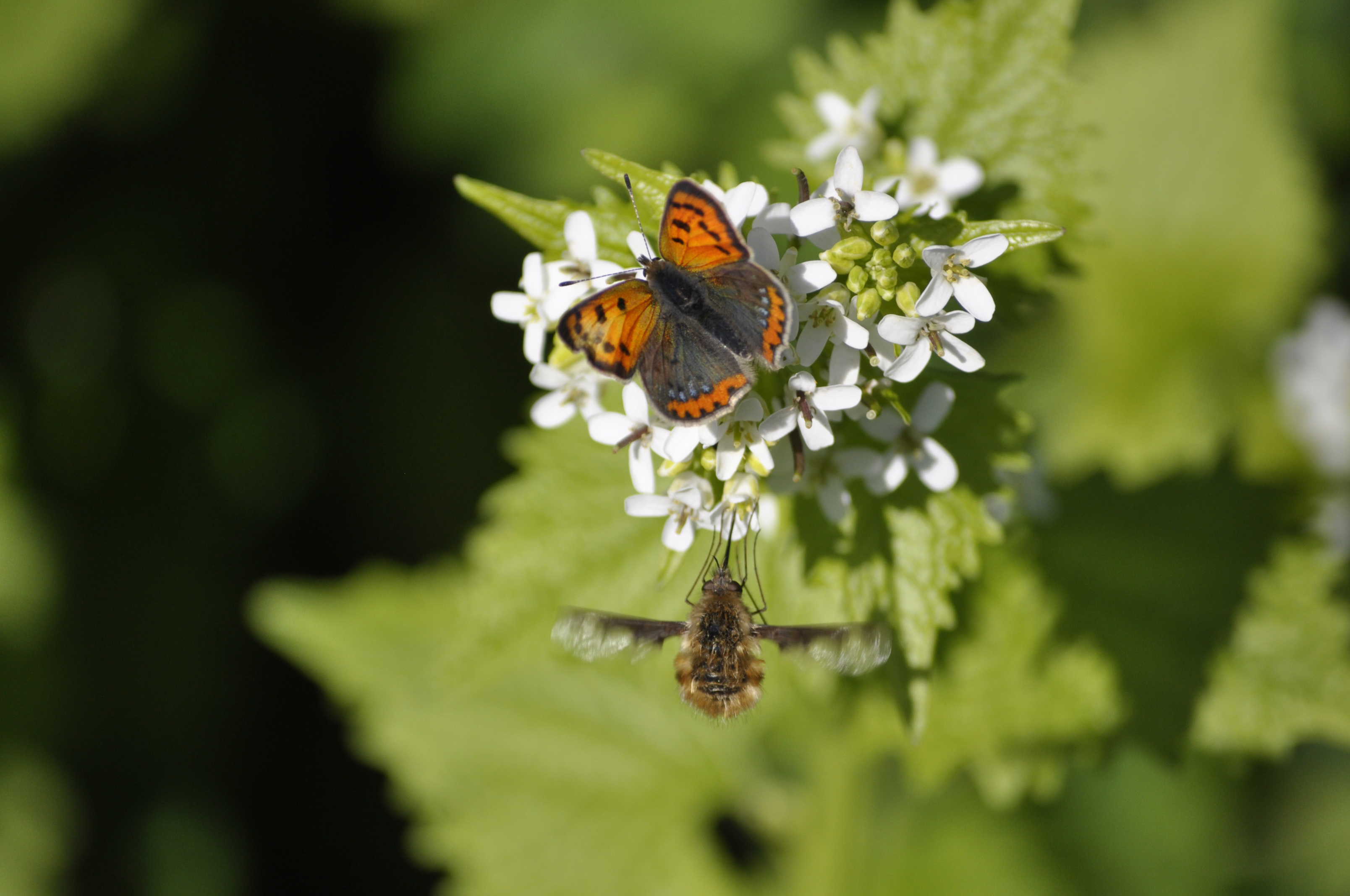 Lille Ildfugl på løgkarse.