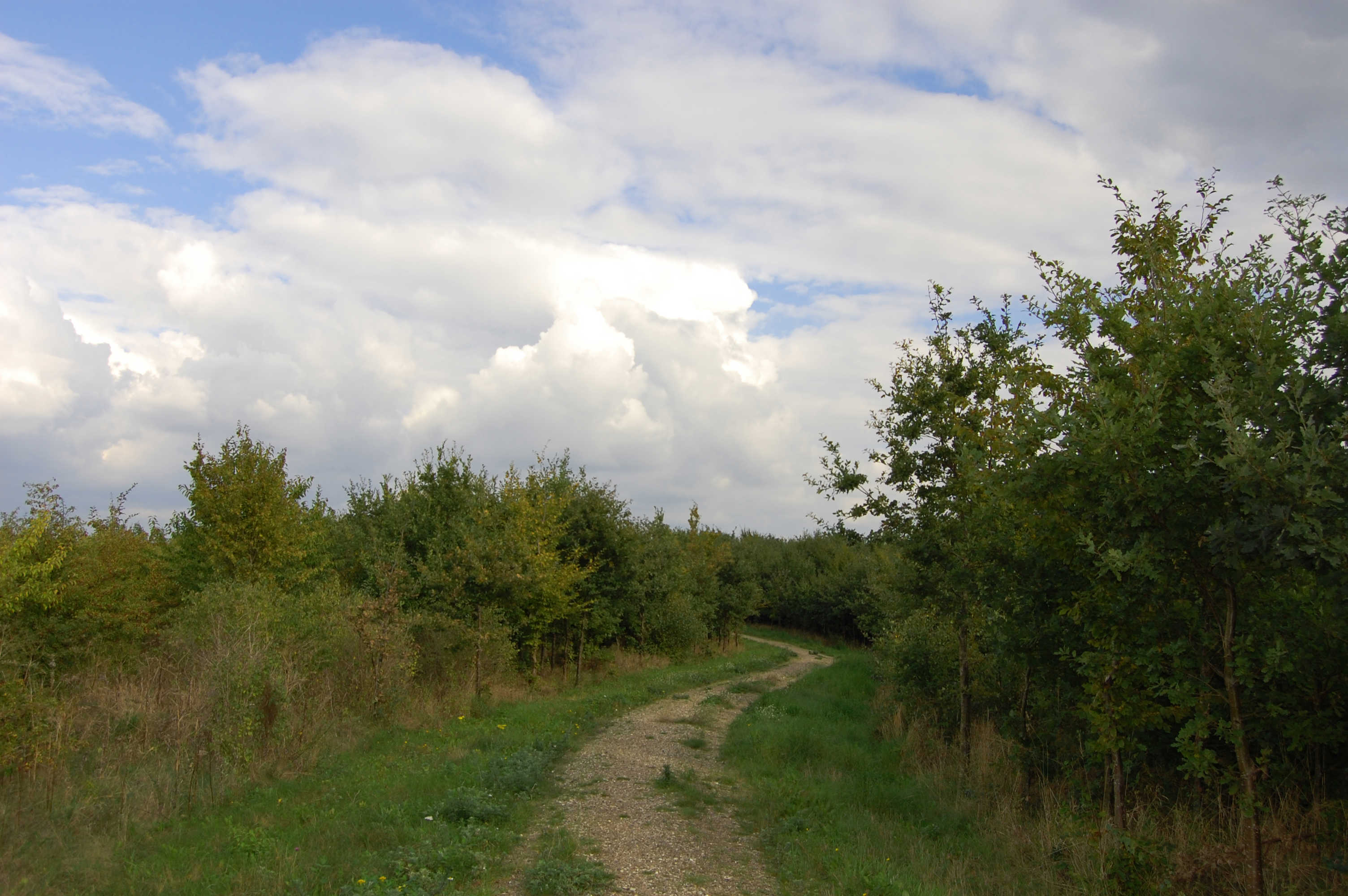 Sti i Gulddysse Skov