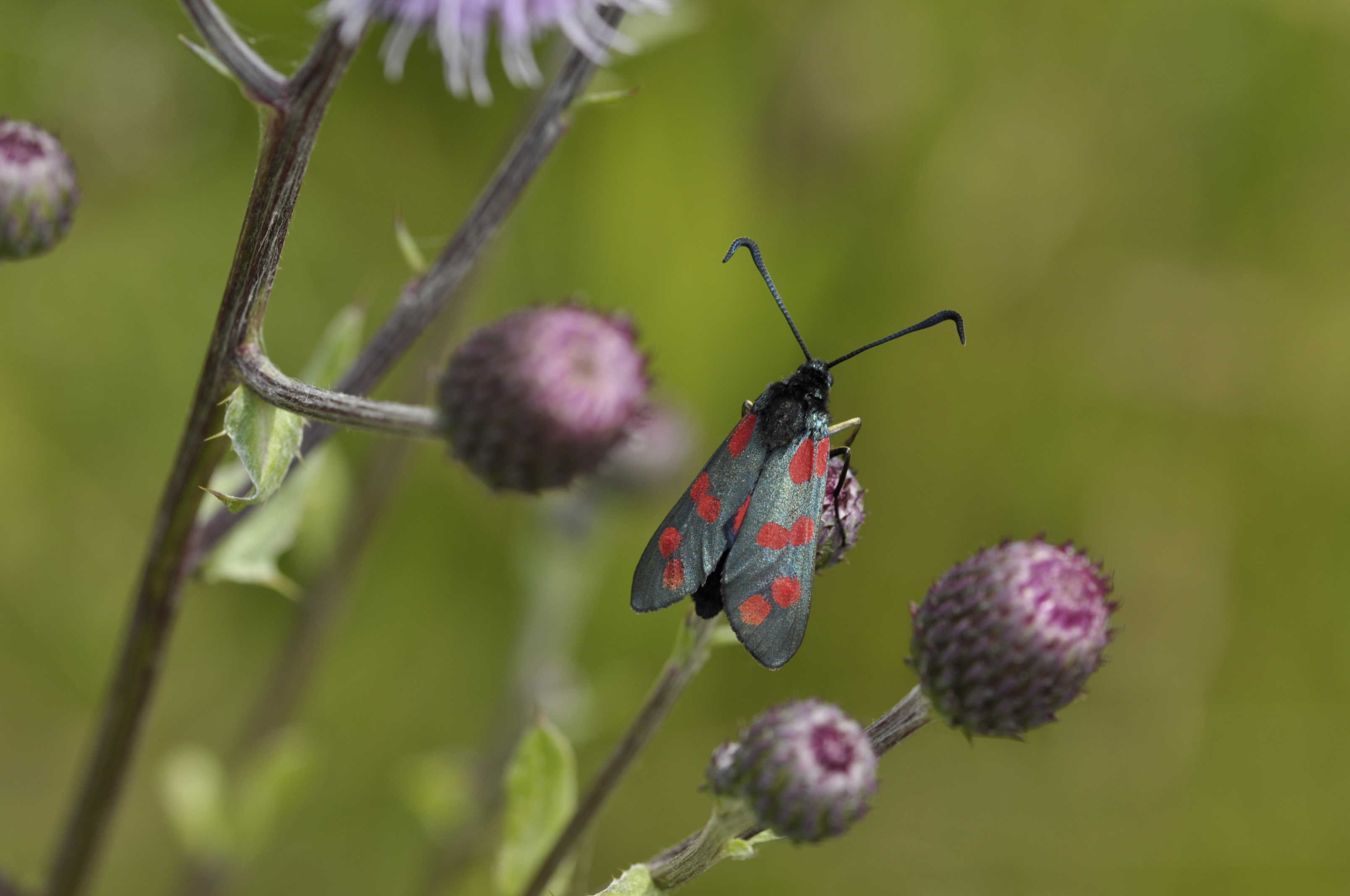 Seksplettet køllesværmer på tidsel i 1000-års skoven.