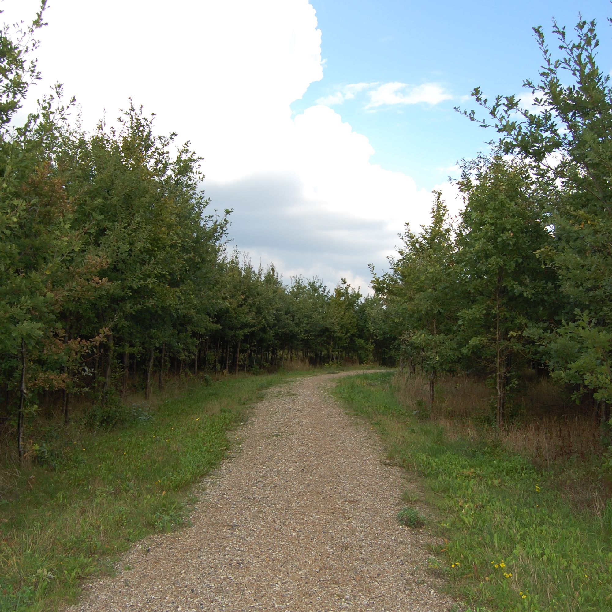 Gulddysse Skov - har hundeskov