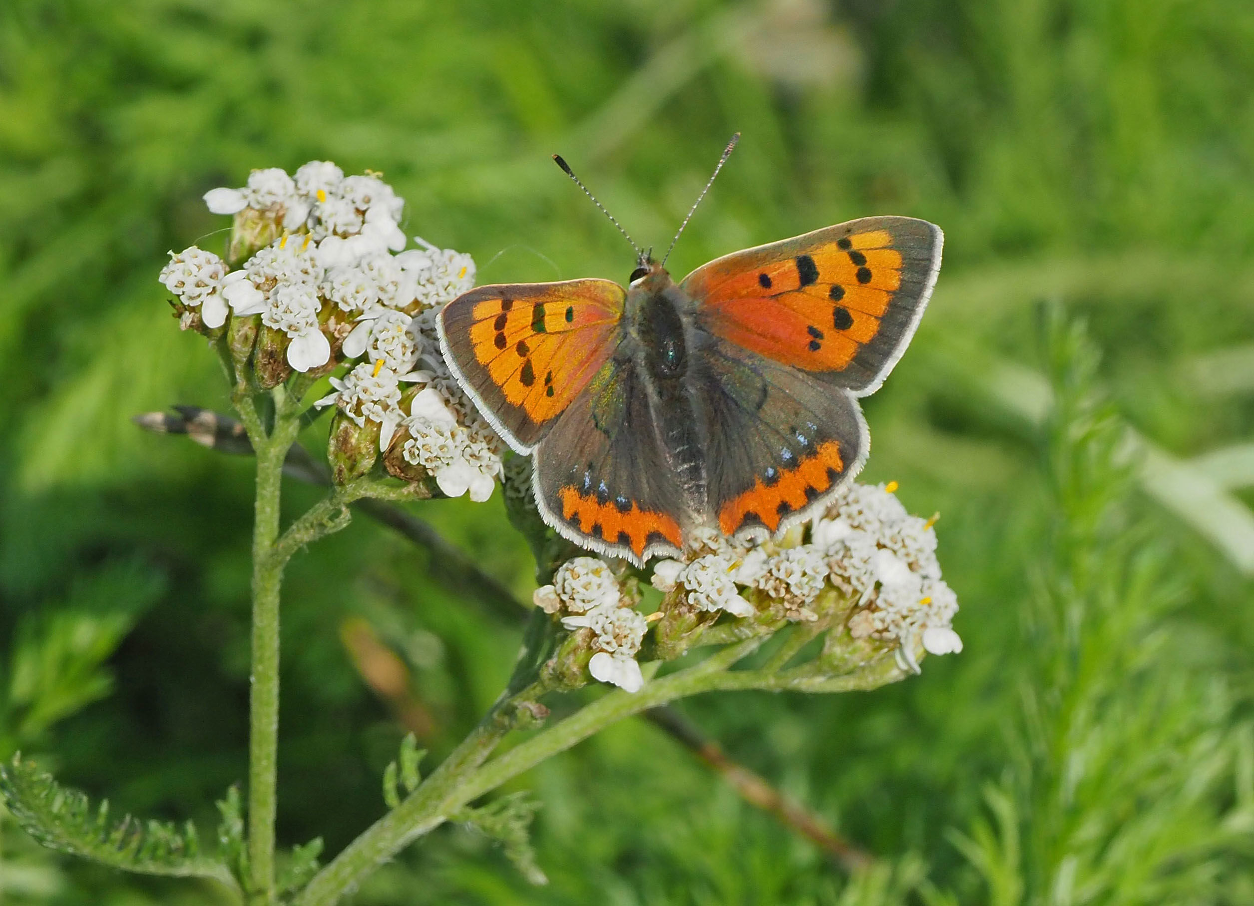 Lille Ildfugl på Røllike. Foto: Natur360
