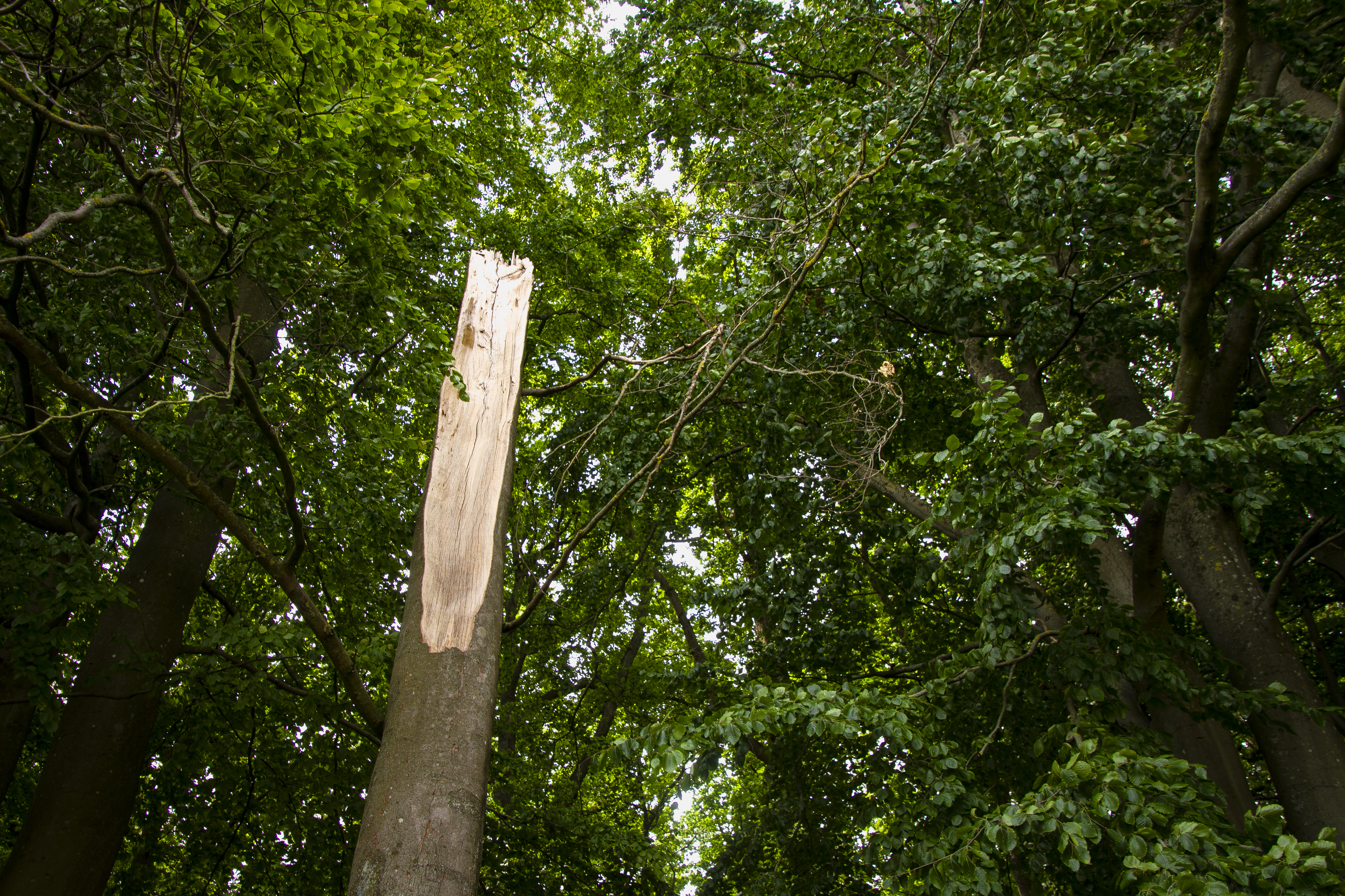 Veteraniseret træ i Folkeparken.
