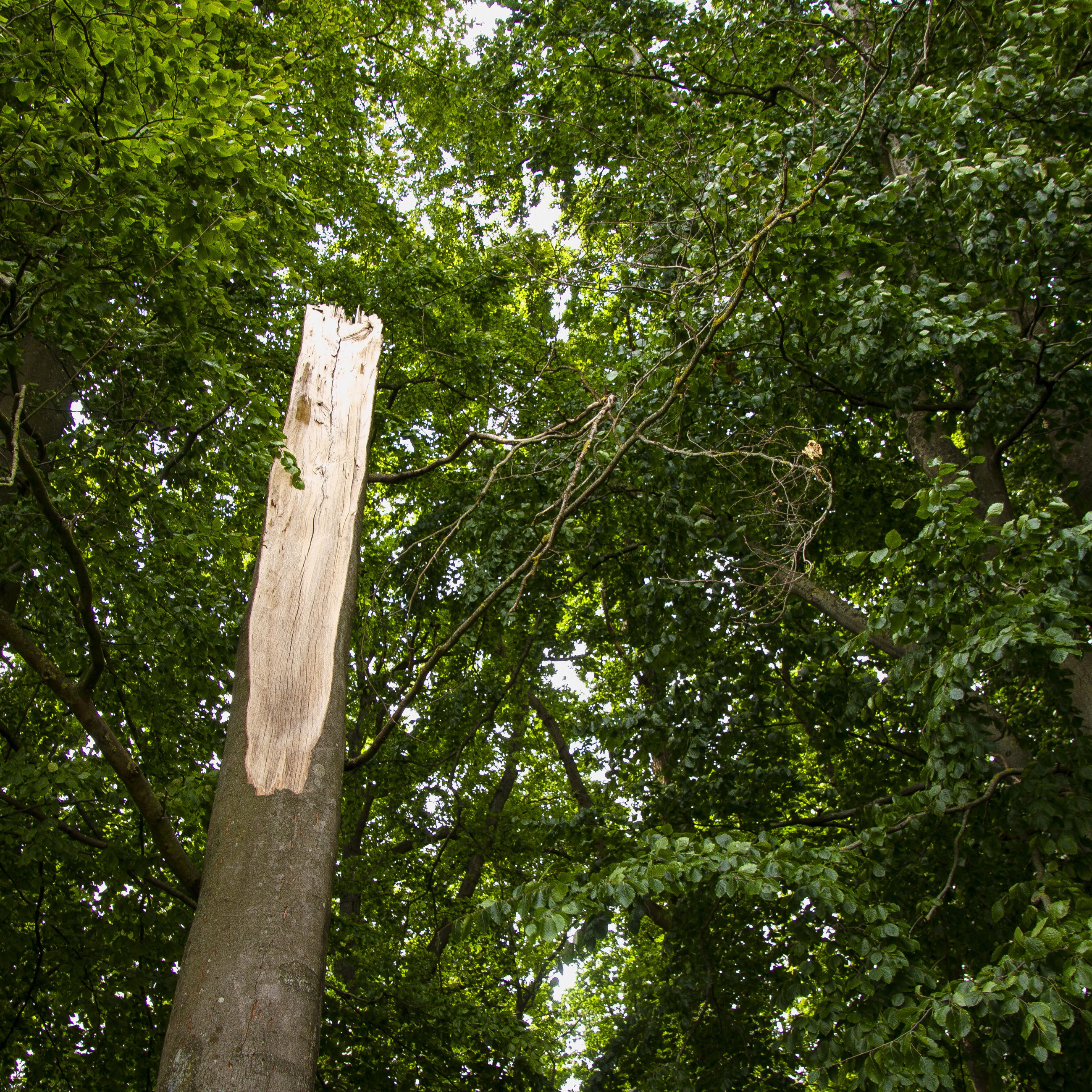 Veteraniseret træ i Folkeparken.