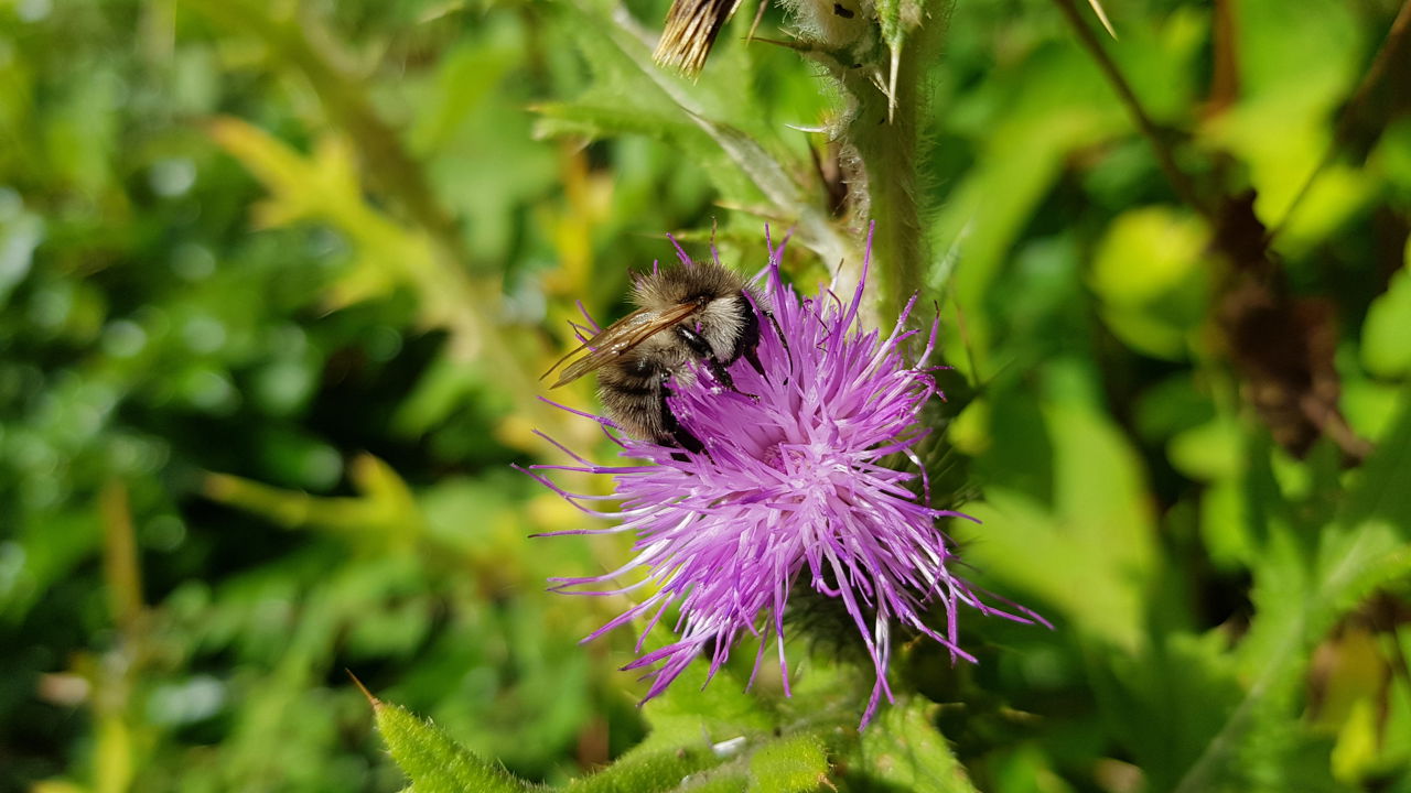 Agerhumle i tidselblomst, Granly.