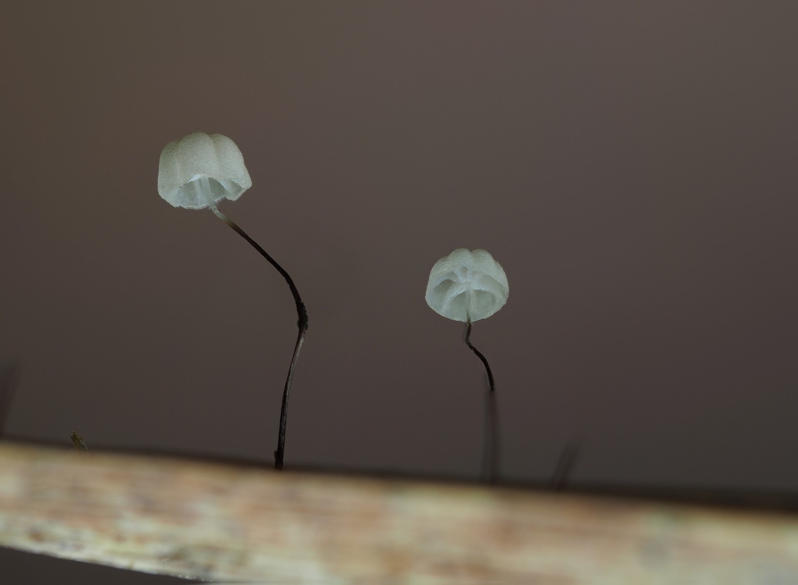 Kær-bruskhat på vissent græsstrå, Kildemosen. 