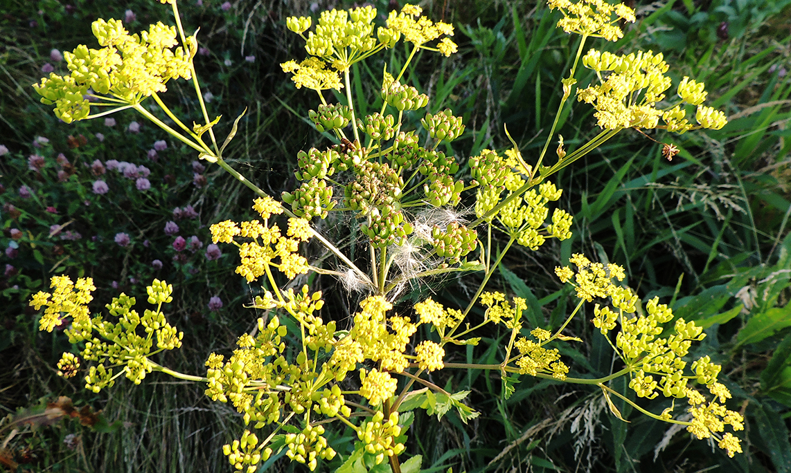 Vild pastinak er en grov, gulgrøn skærmplante, med gule blomster.