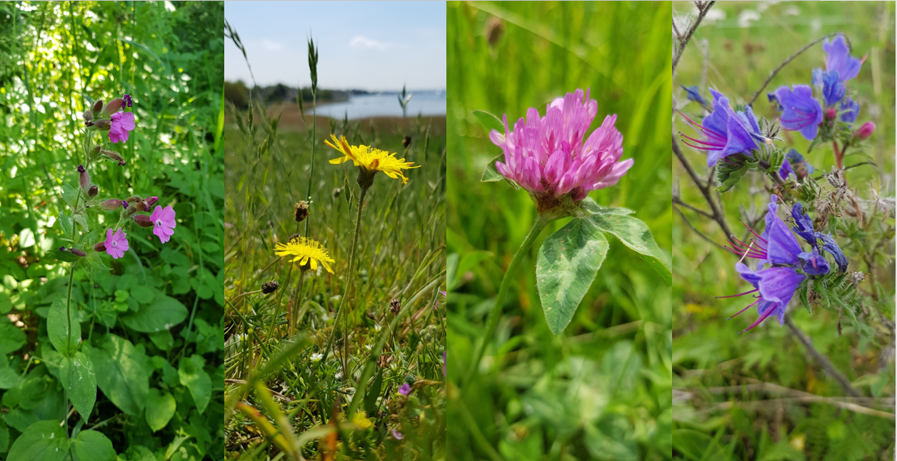 Dagpragtstjerne, Håret høgeurt, Rødkløver og Slangehoved. Foto: Natur360
