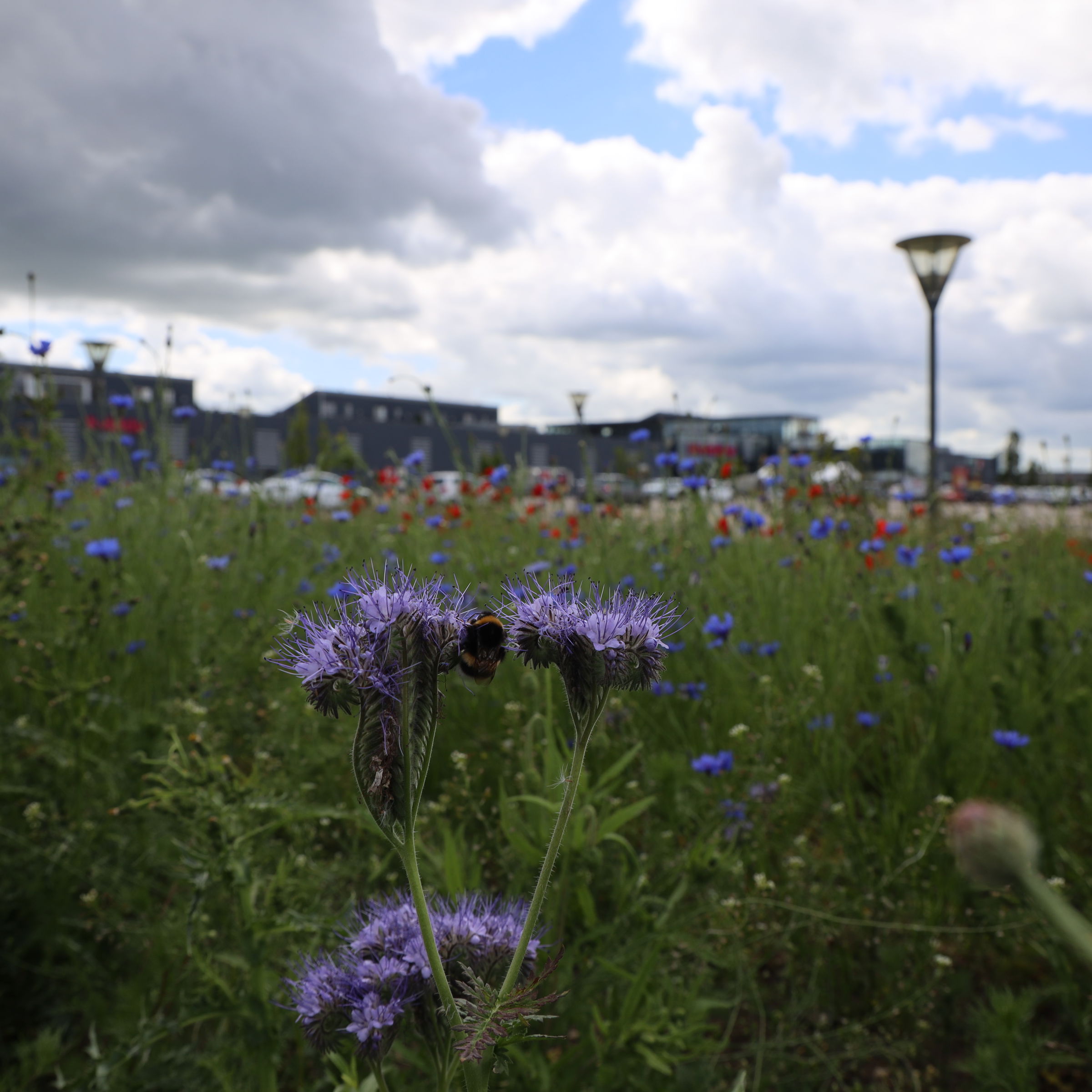 Det kan være sjovt at gå på opdagelse blandt blomster og insekter. Måske lærer du nogle nye arter at kende?