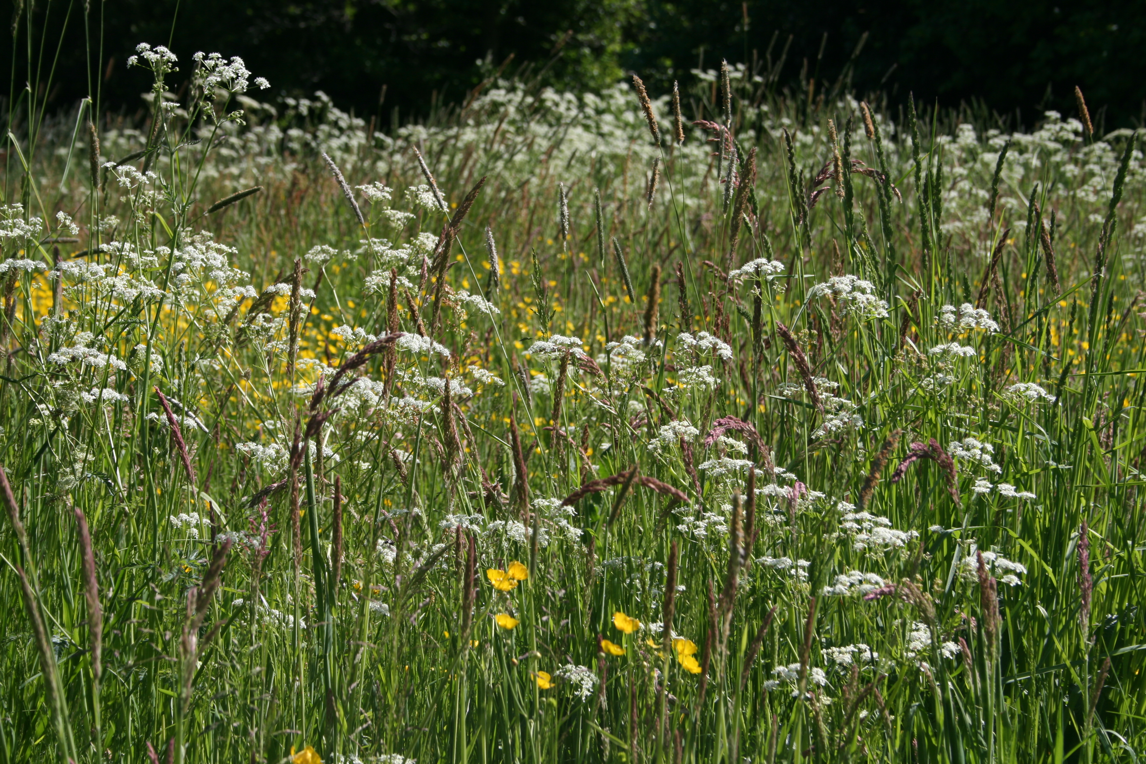 7: Erstat den monokulturelle græsplæne (eller dele af den) med et blomstrende græsland. 