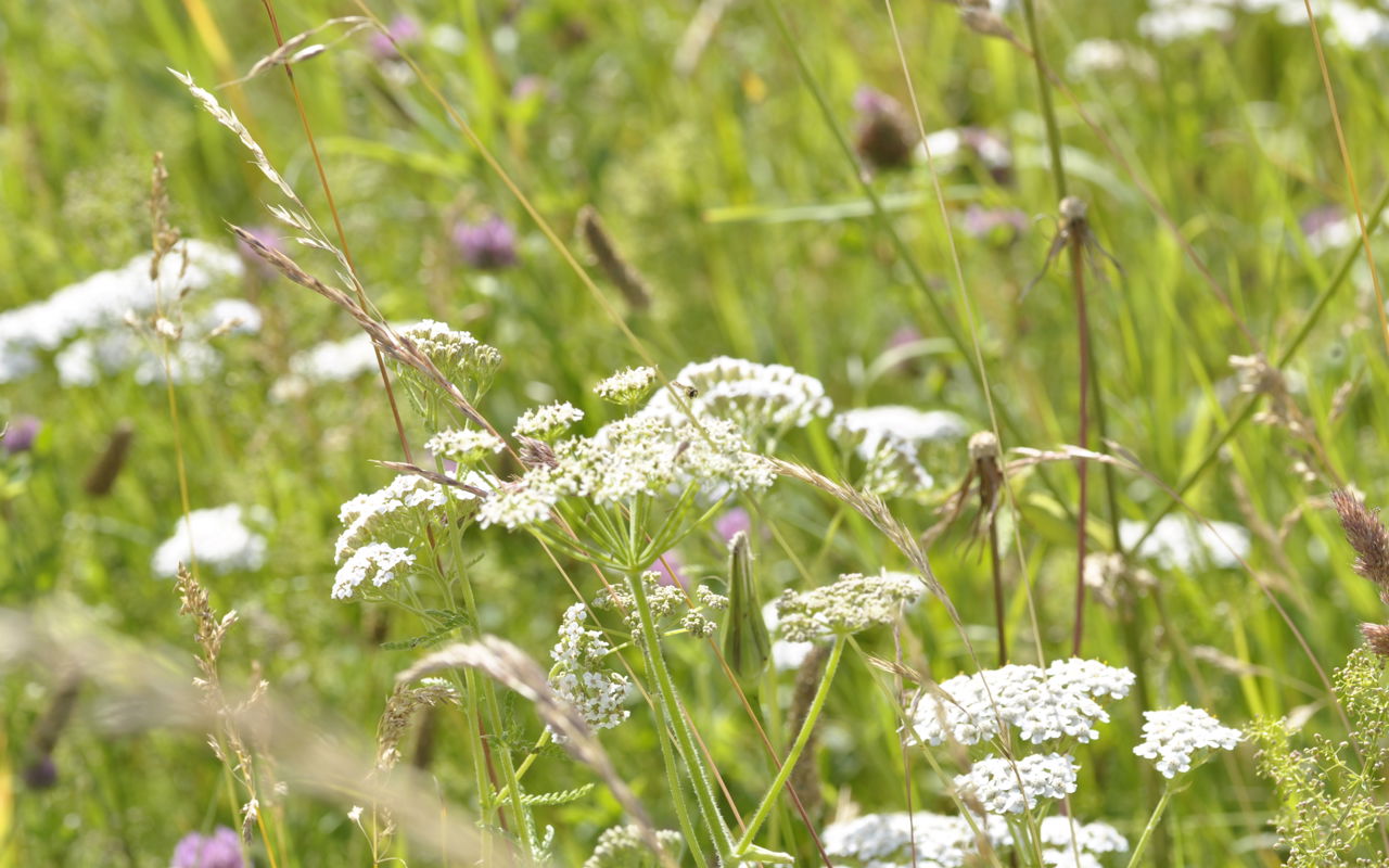 Blomstrende urter.