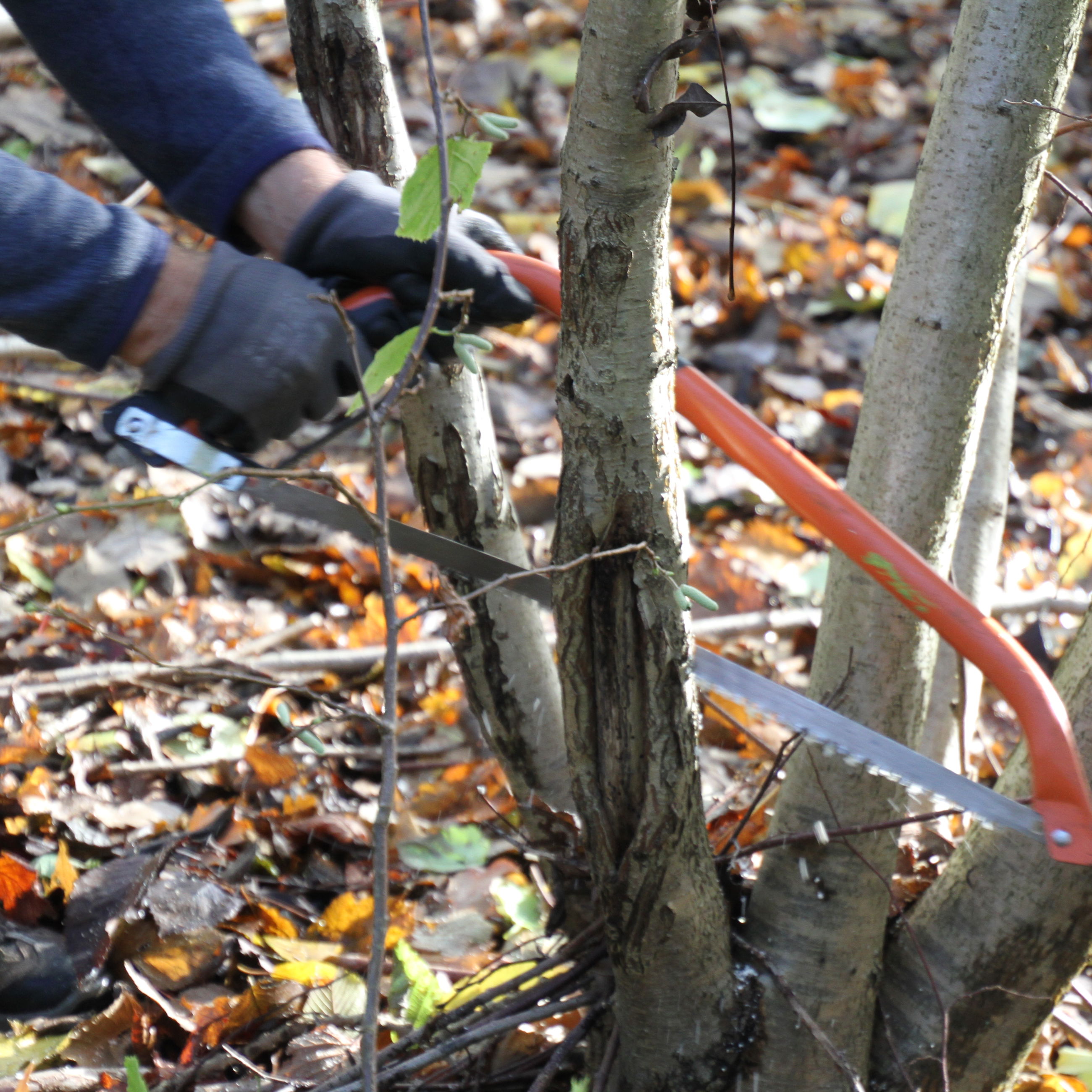 Saven er et flittigt brugt redskab i stævningsskoven.