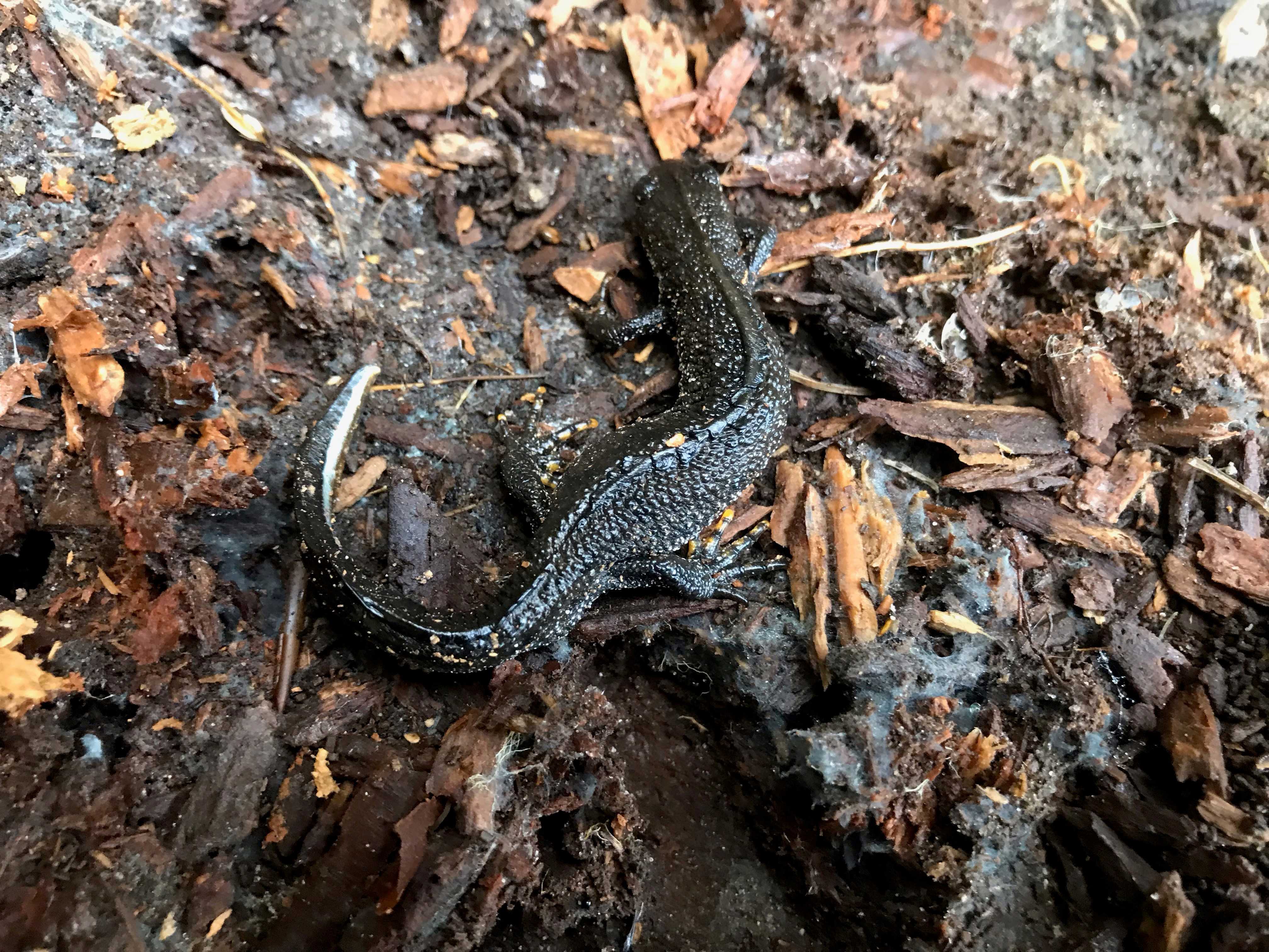 Stor vandsalamander.