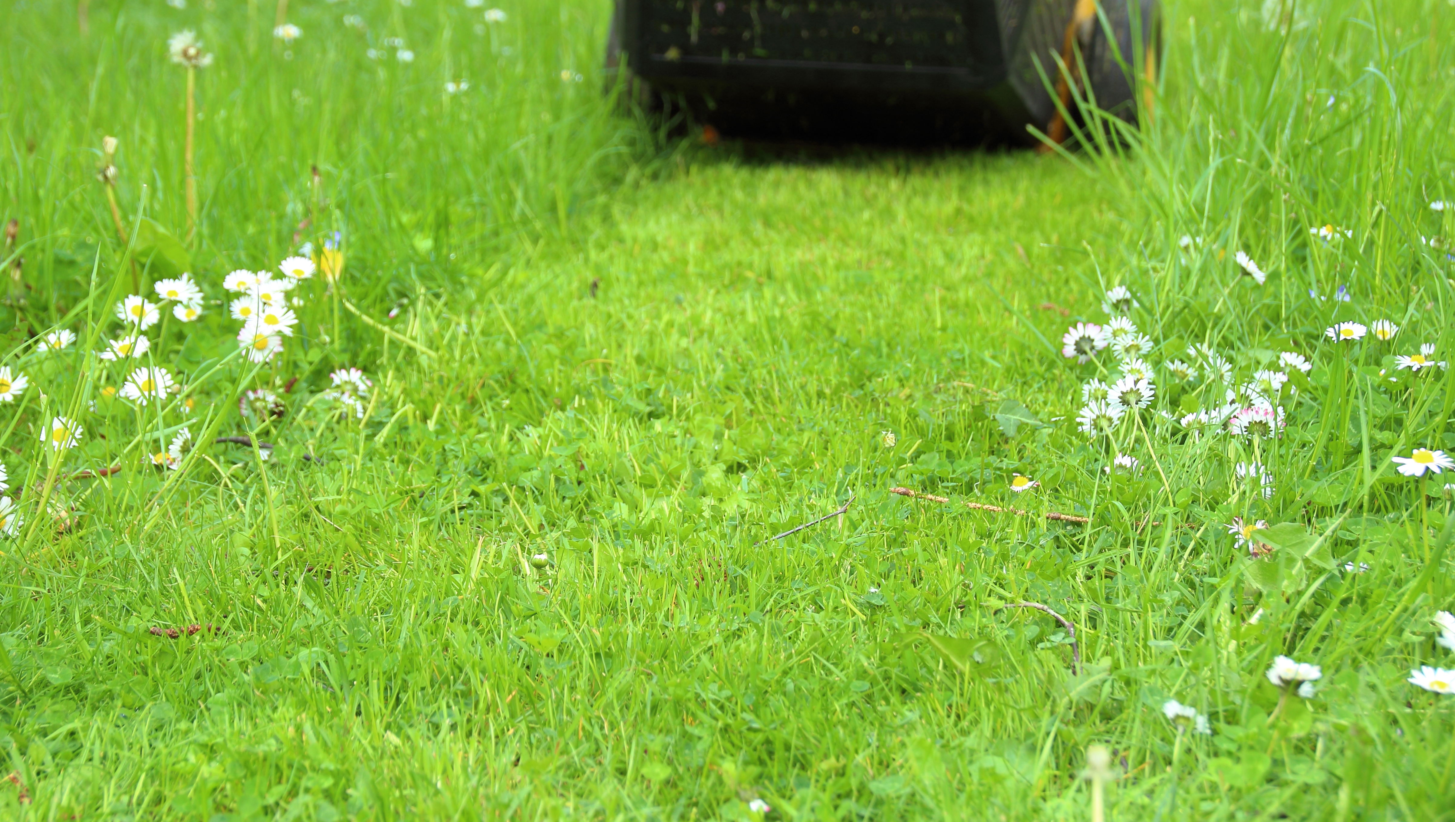 Græsplæne der bliver slået med græsslåmaskine.