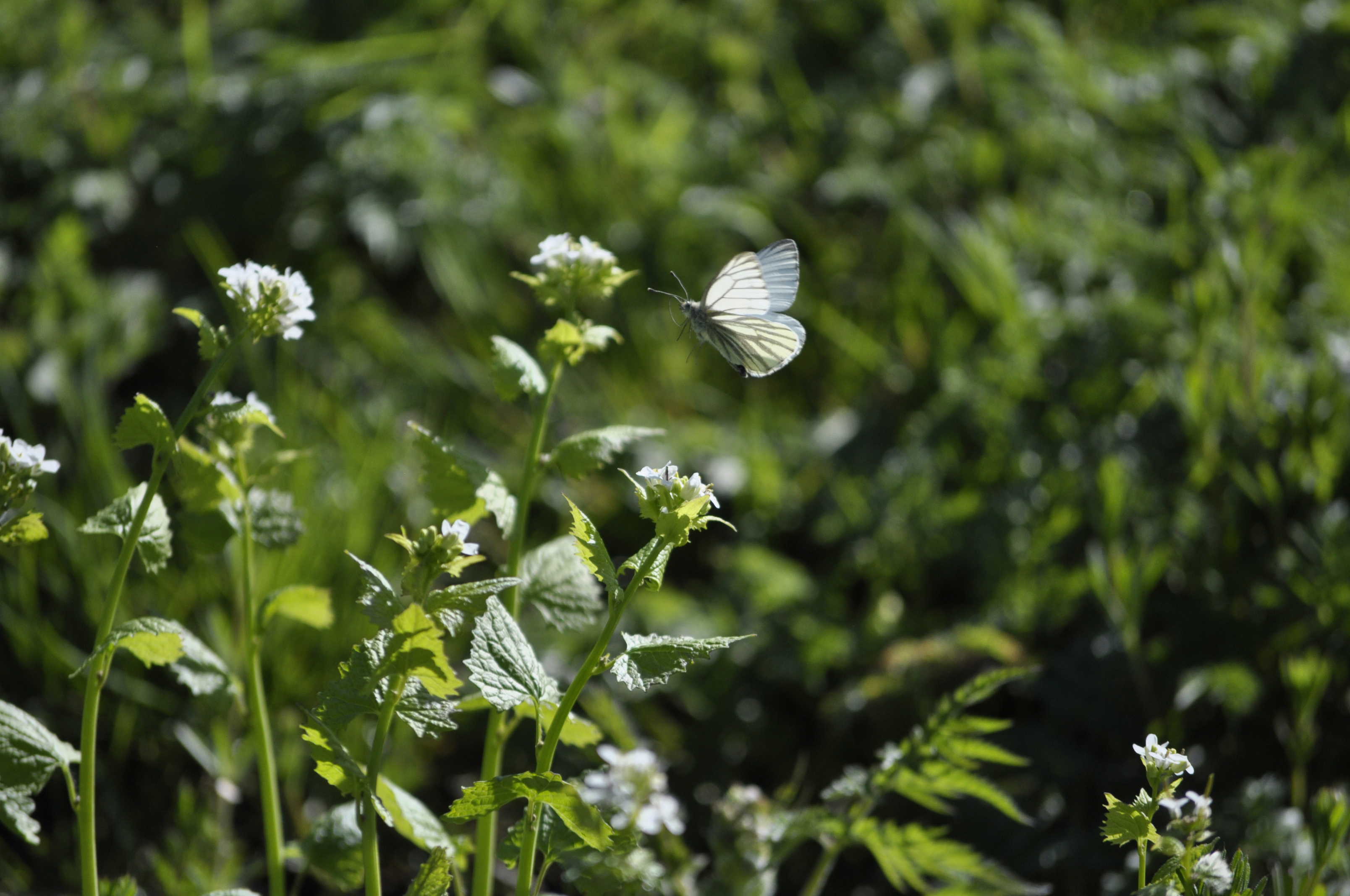 Grønåret kålsommerfugl i Helligkorsparken.