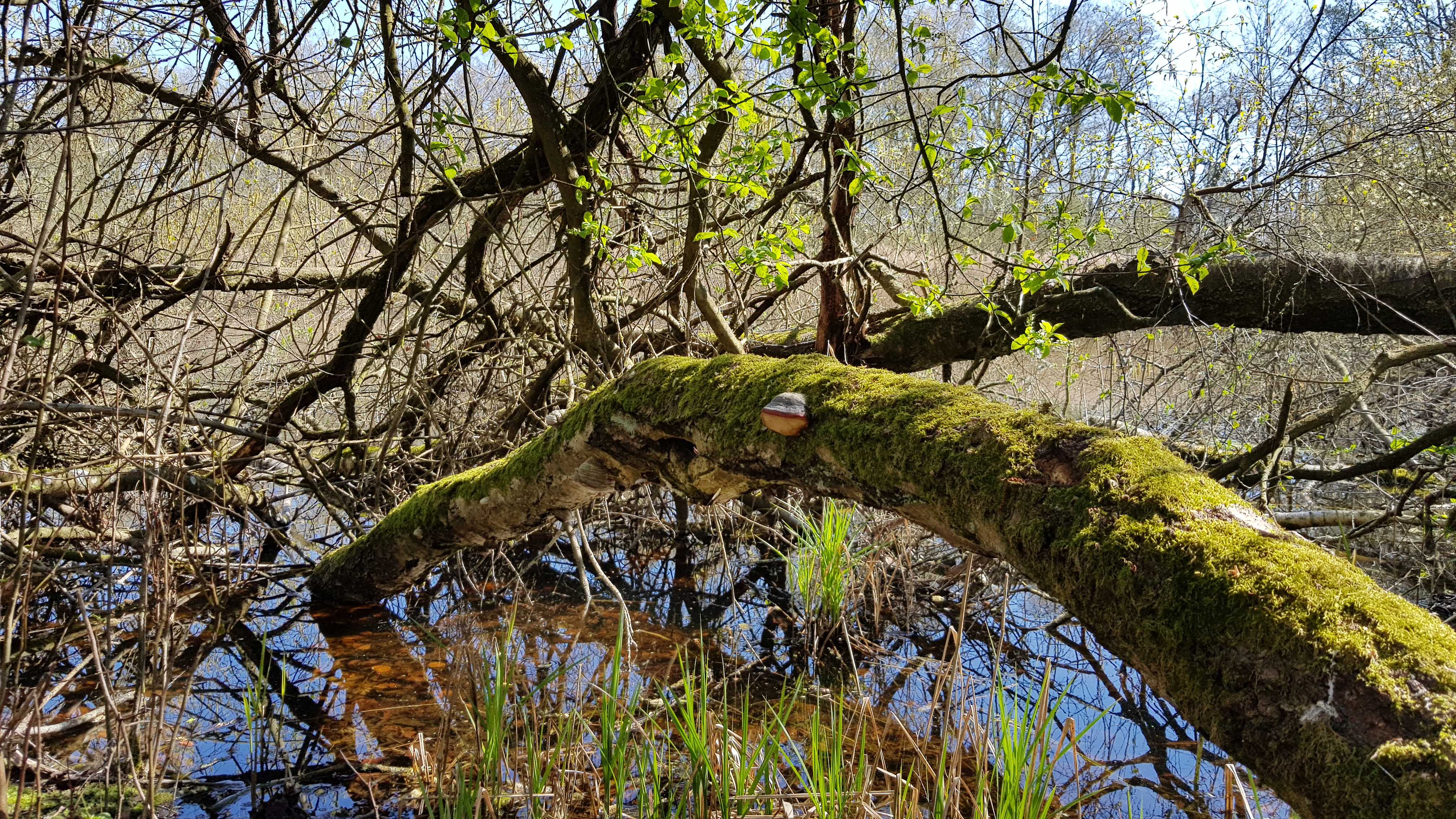 Dødt ved i Kildemosen.