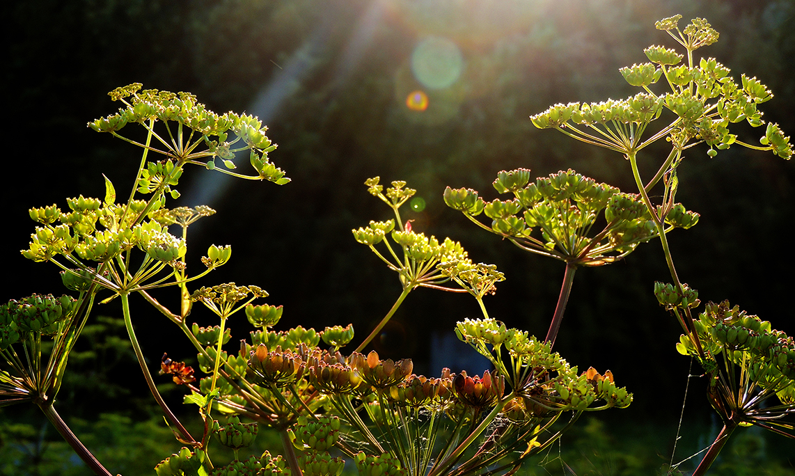 Vild pastinak er den nye "brændenælde"