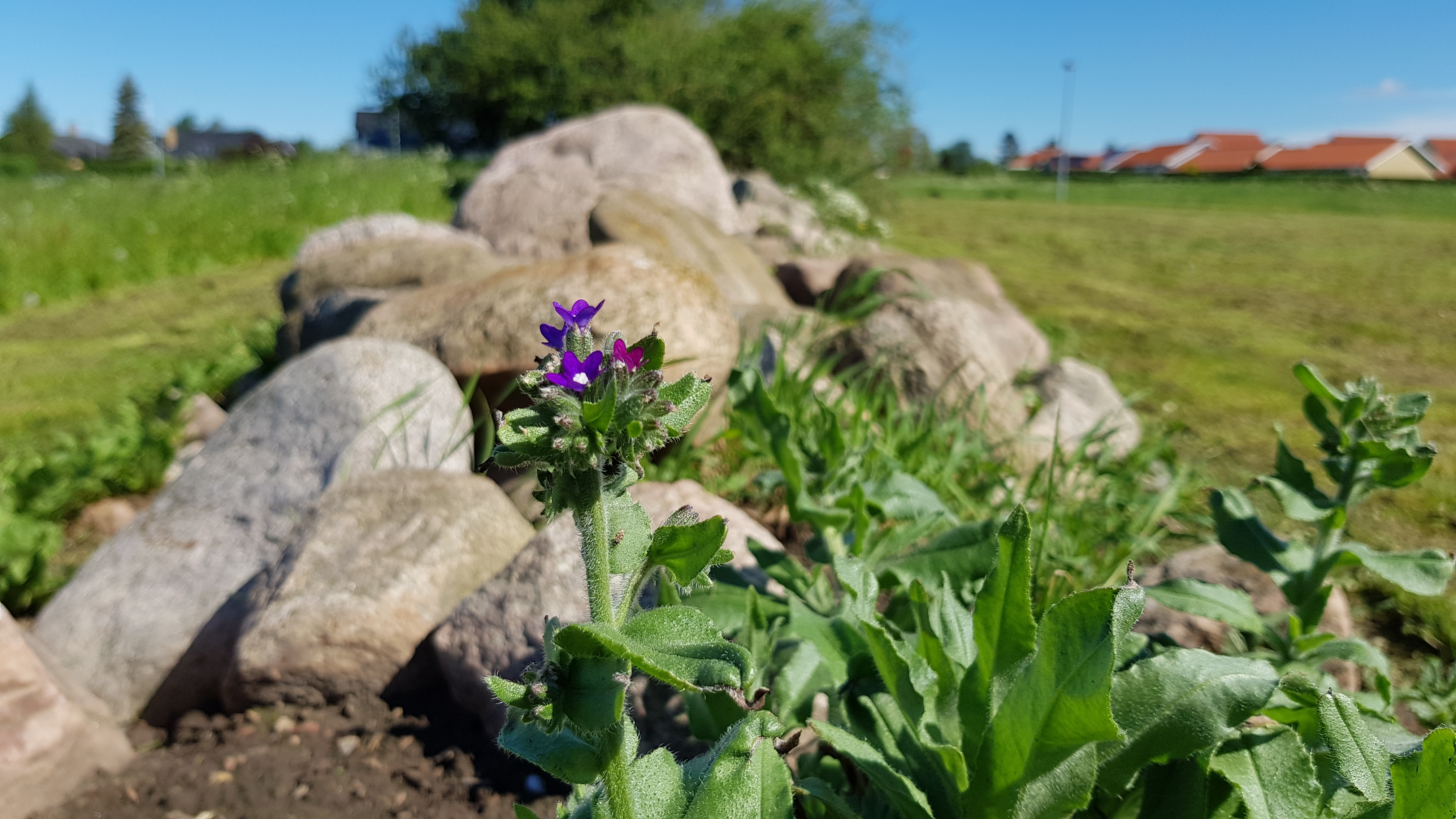 Lægeoksetunge. Foto: Natur360