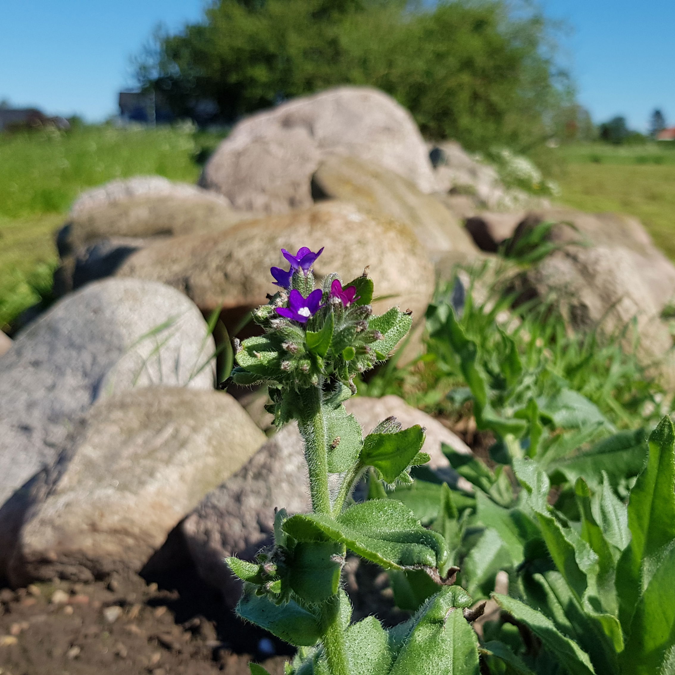 Lægeoksetunge. Foto: Natur360