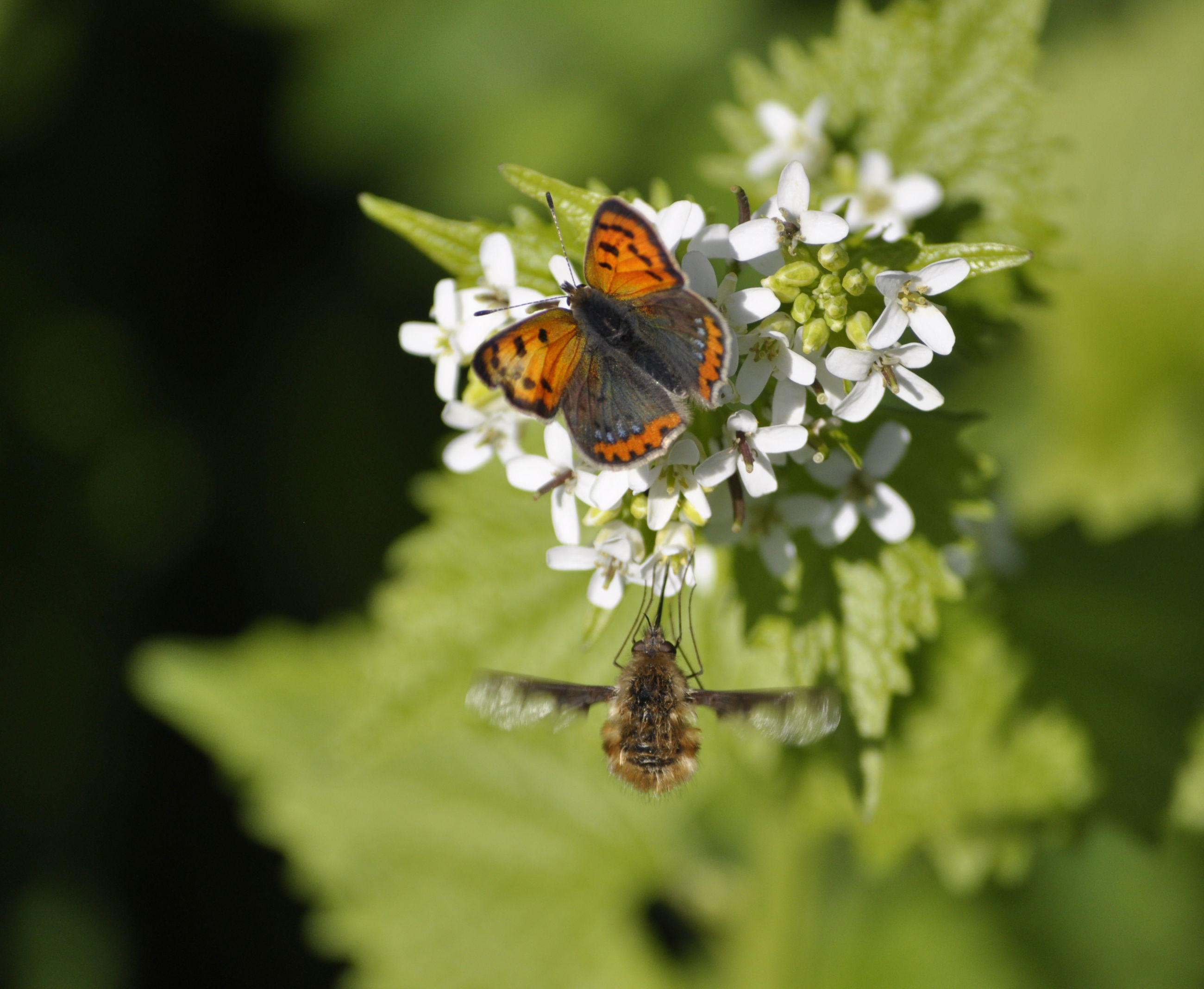 Sommerfuglen lille ildfugl på løgkarse.