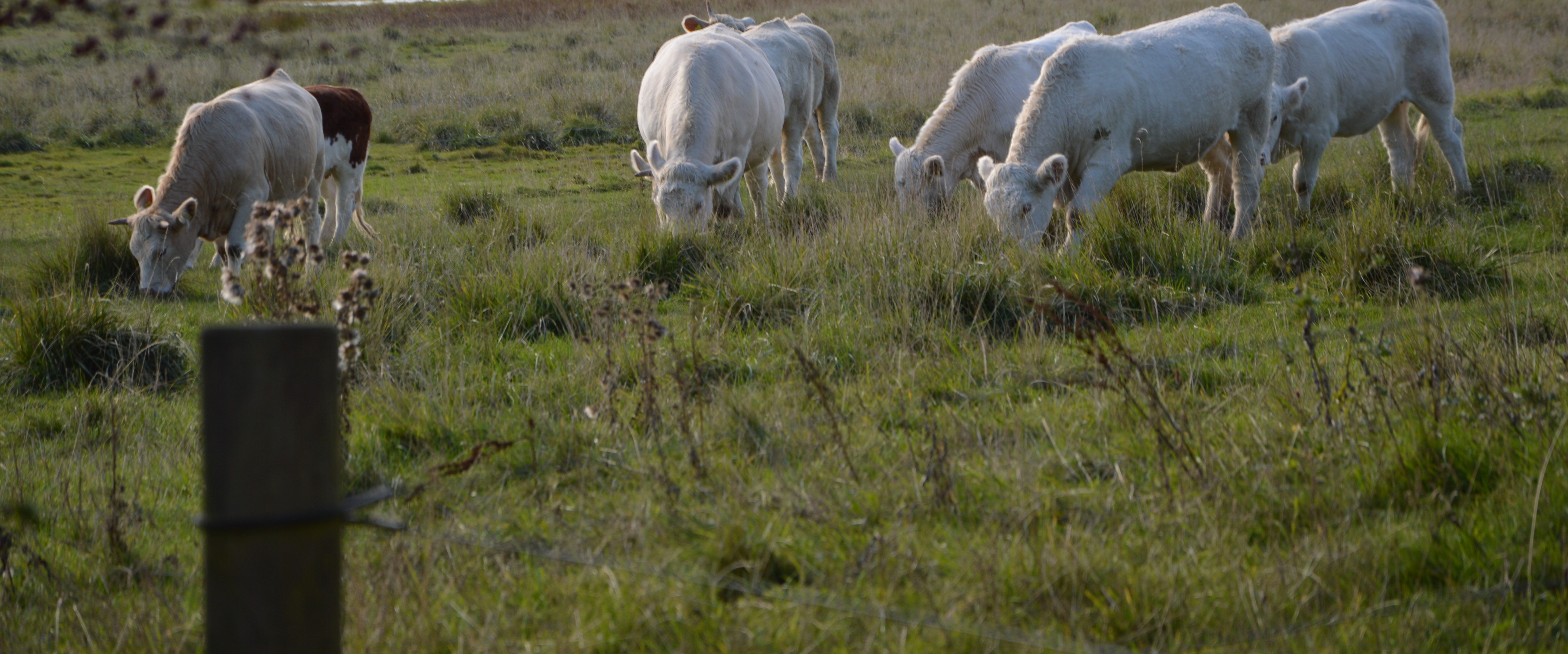 Vindinge græsningsforening.