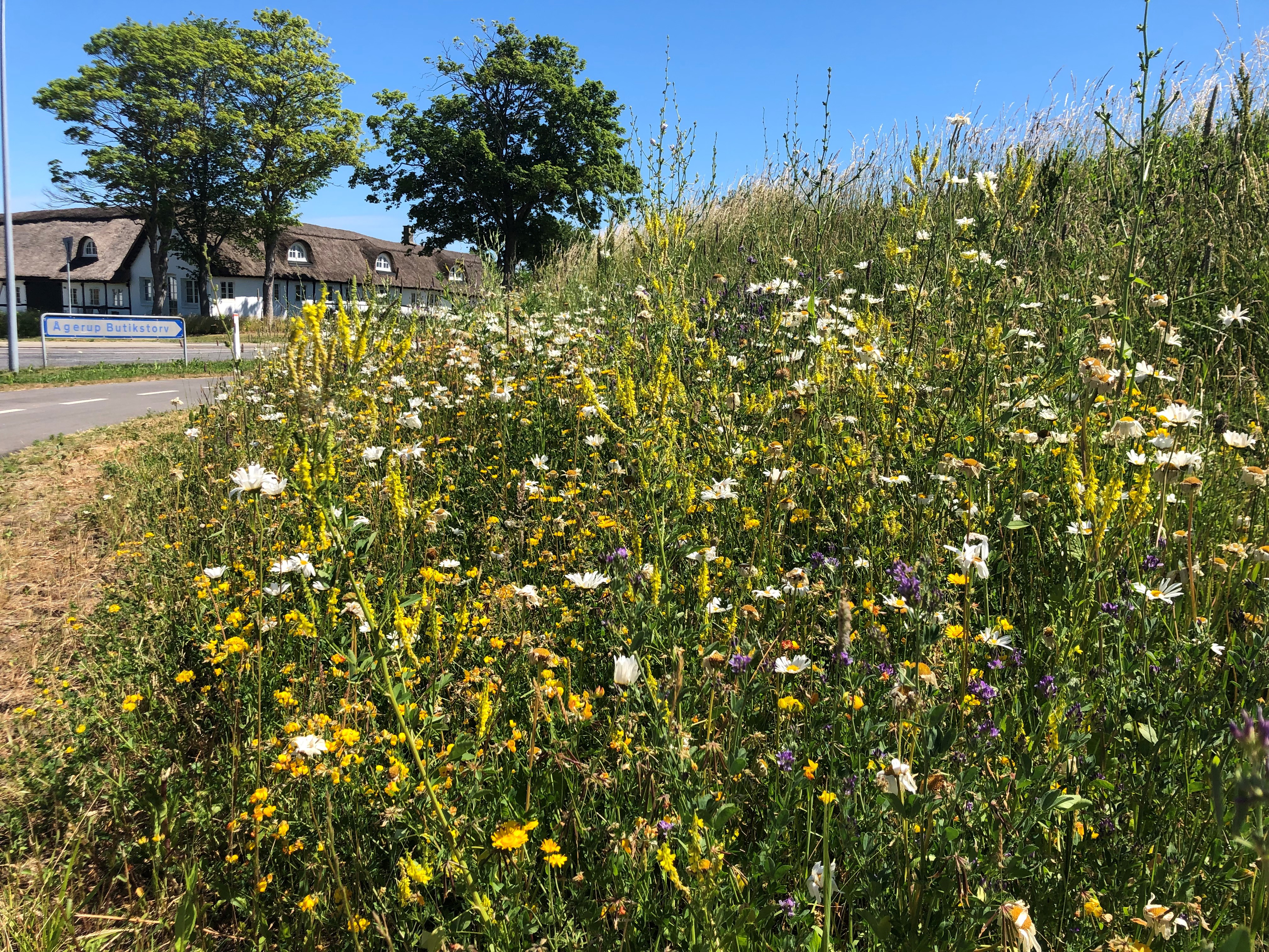 Vejkant med vilde blomster.