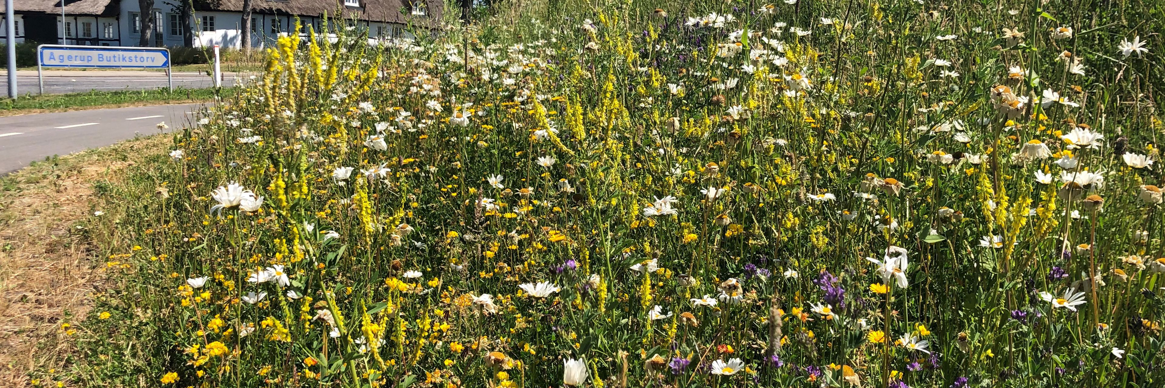 Vejkant med vilde blomster.
