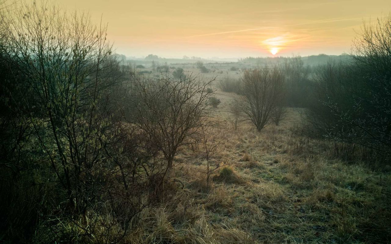 Himmelev skov