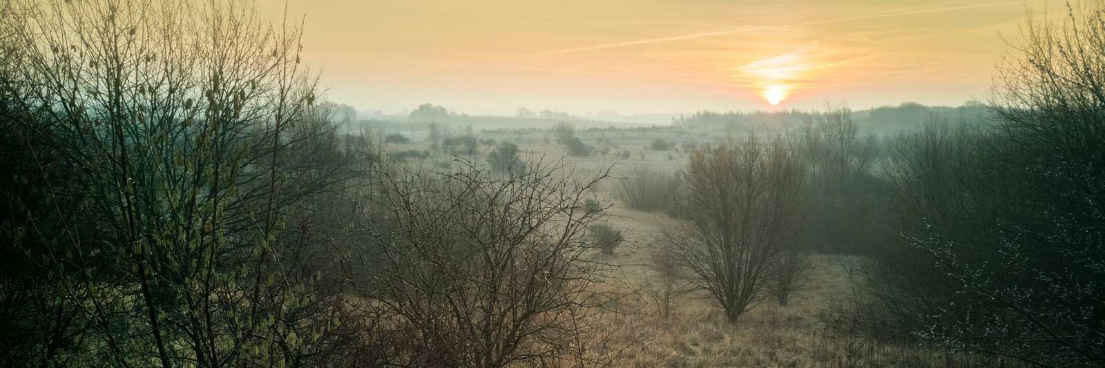 Himmelev skov