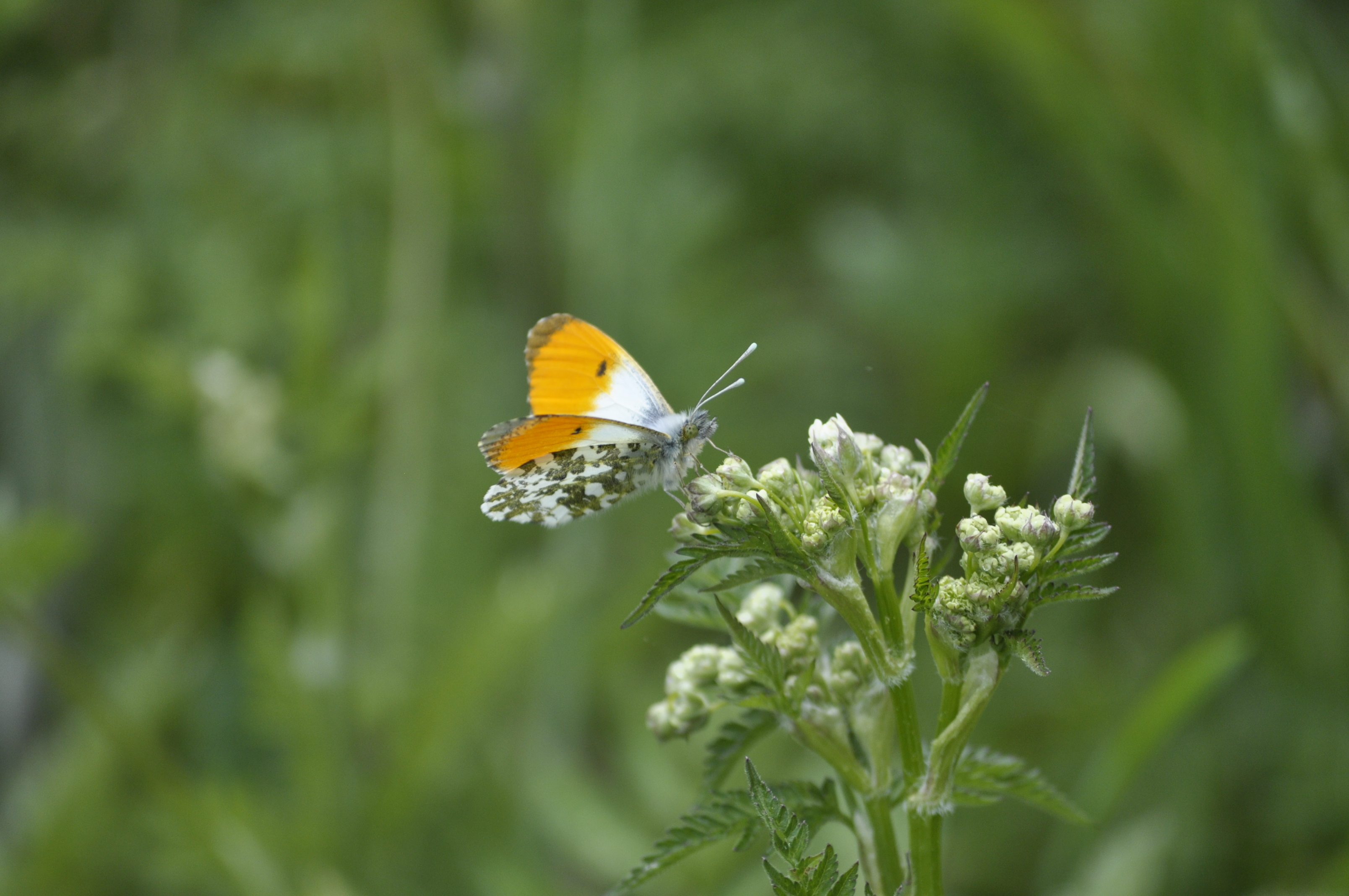 Aurora på vild kørvel i Kildemosen. 