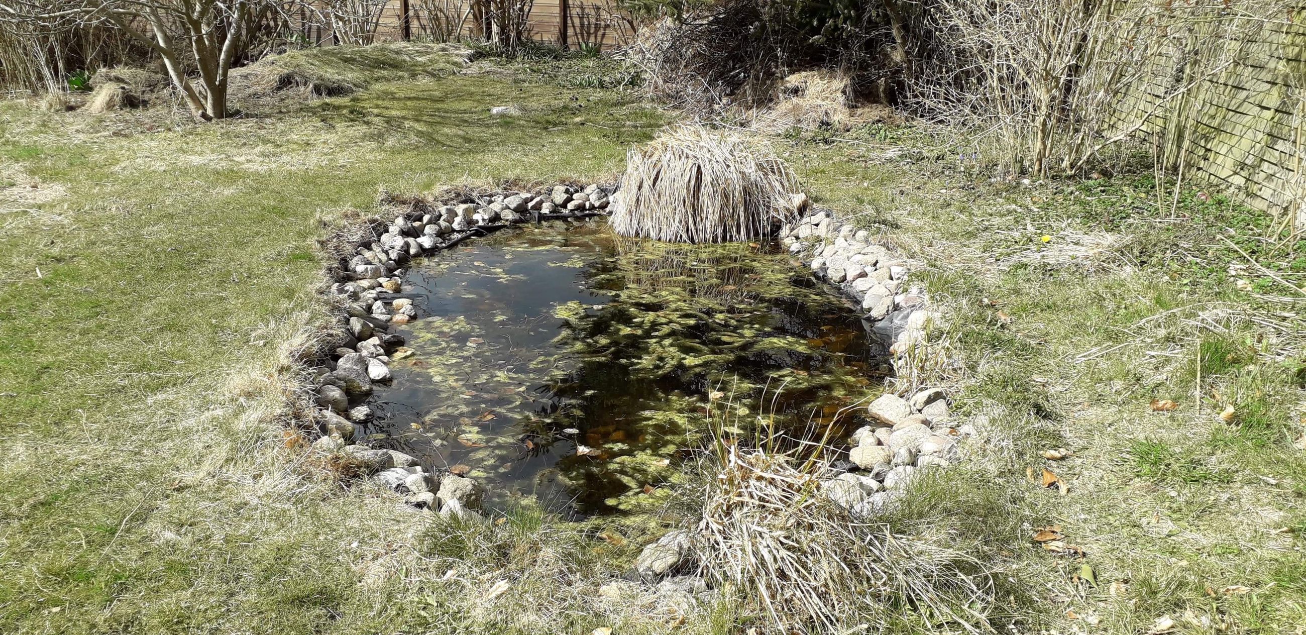 En havedam har plads til, at der lever en masse dyr nede i vandet, så den giver naturligvis mere liv i haven end underskålen.