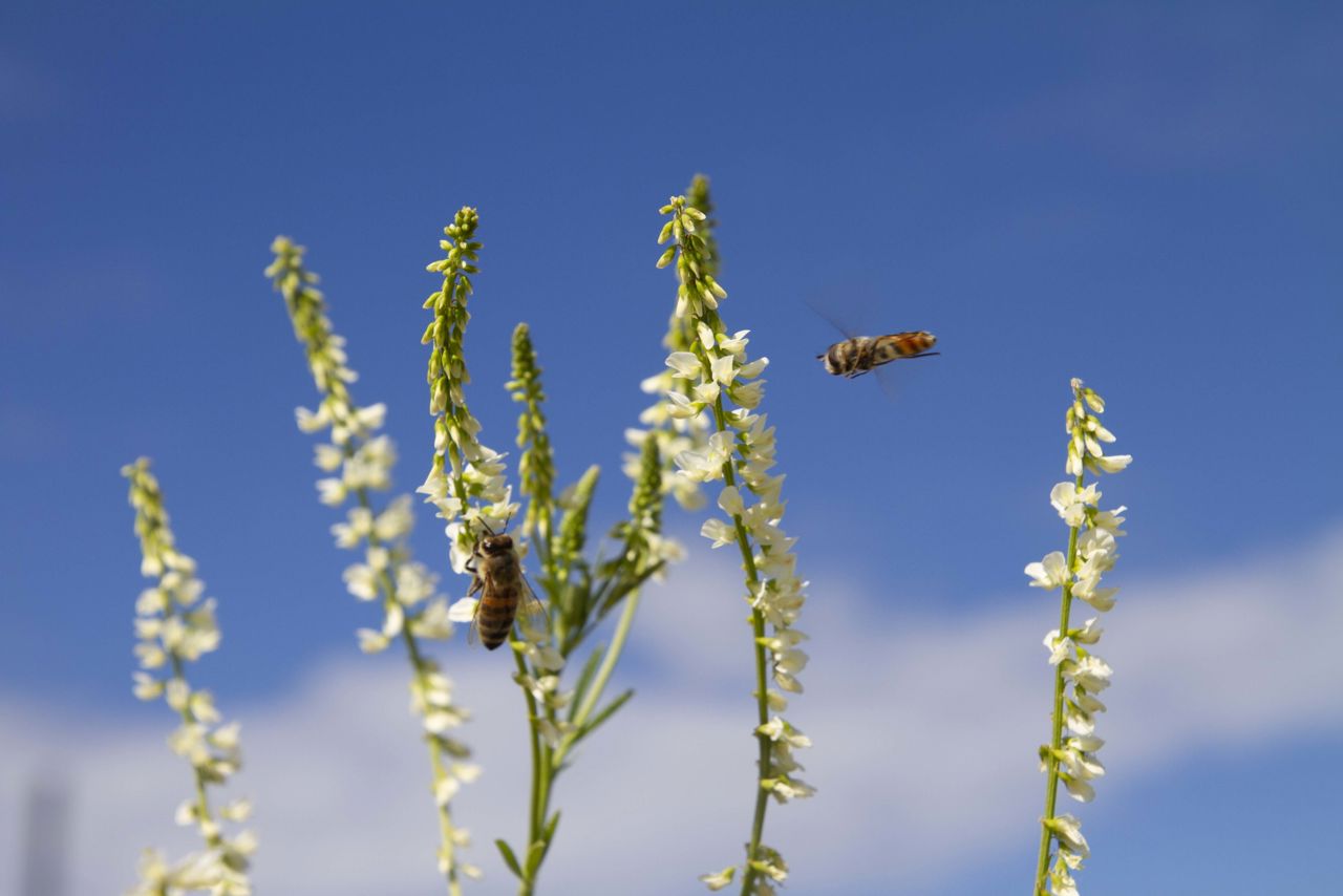 Travle insekter i de bevoksede vejtrug på Skrænten.