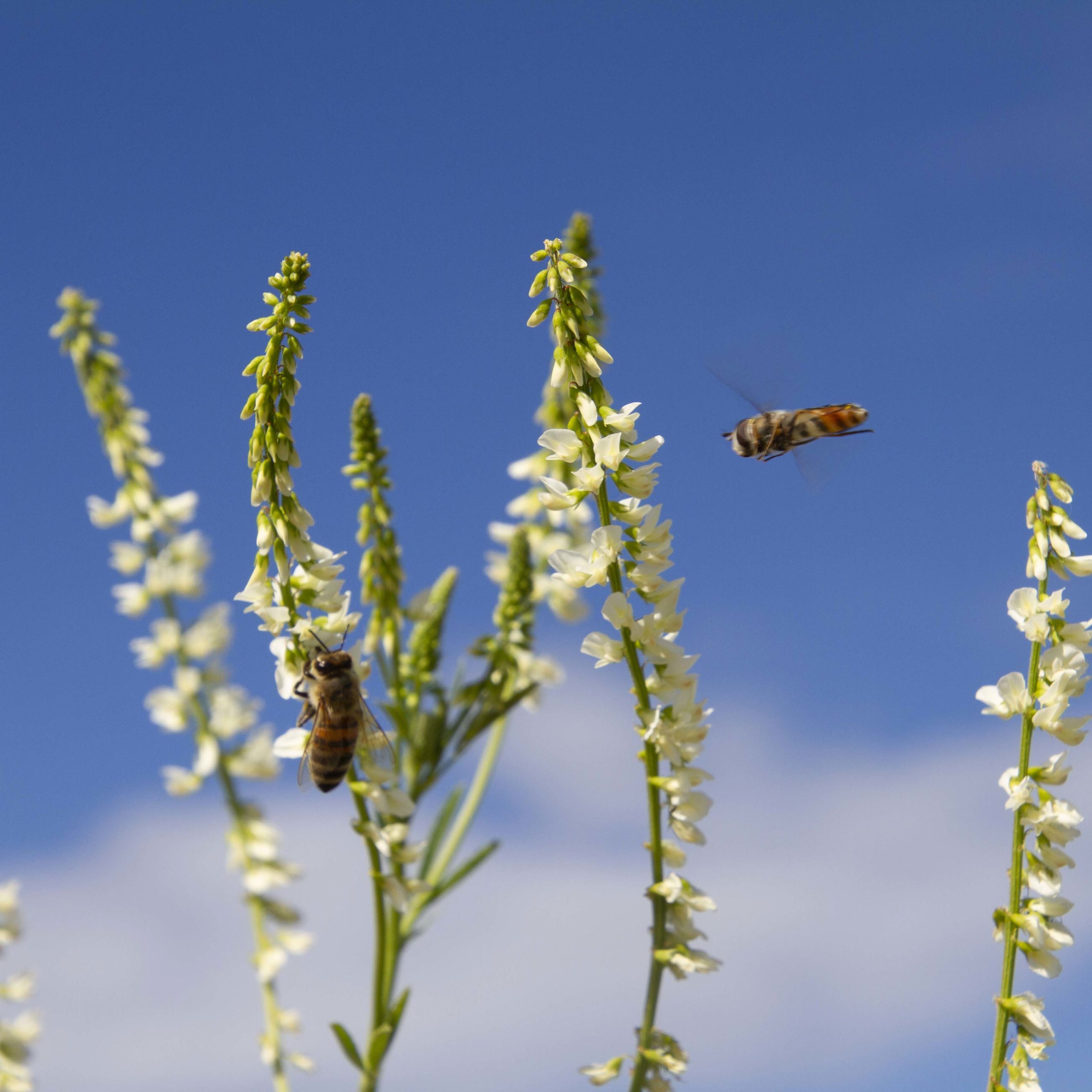 Travle insekter i de bevoksede vejtrug på Skrænten.